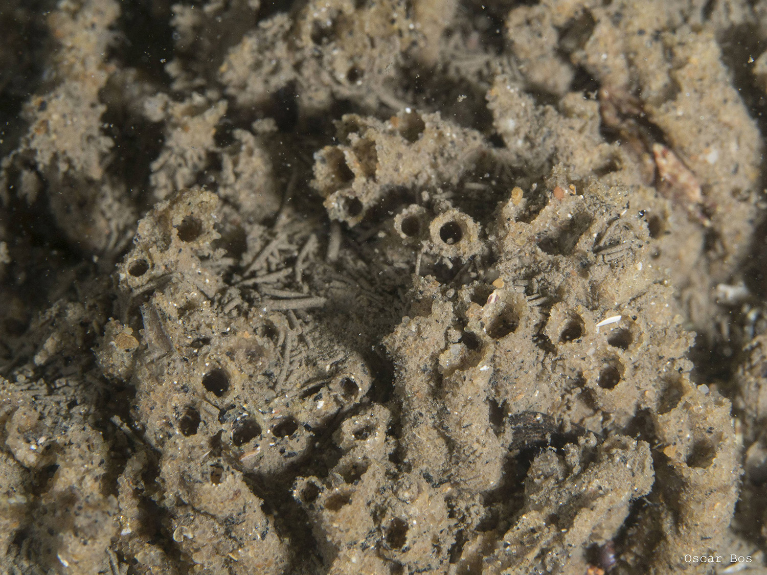 Close-up photo of tube worms in the sand