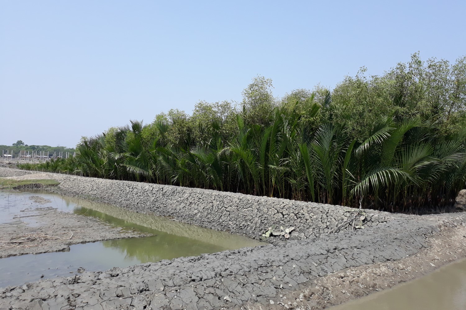 Mangrove