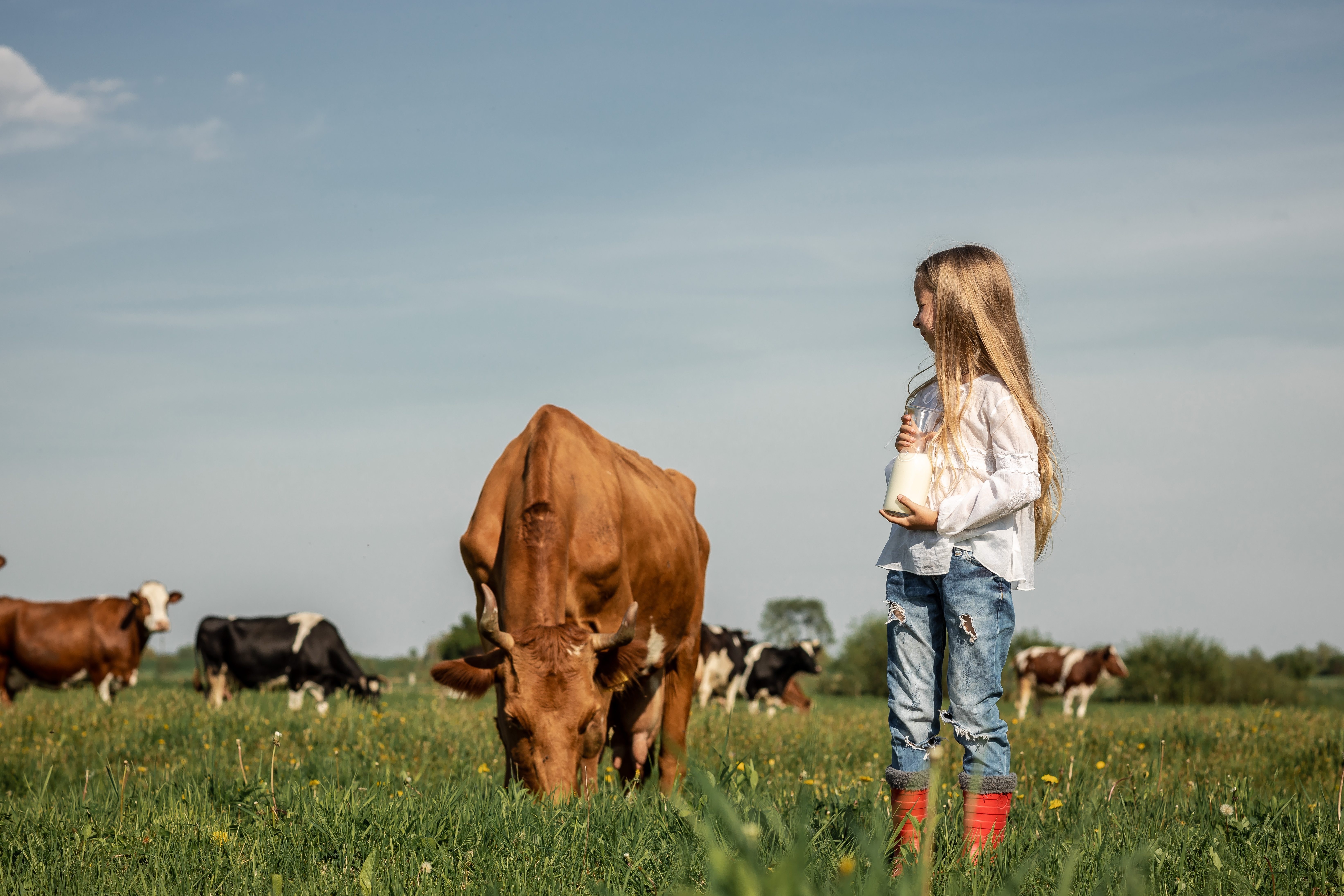 Meisje die melk vasthoudt met koe in de wei