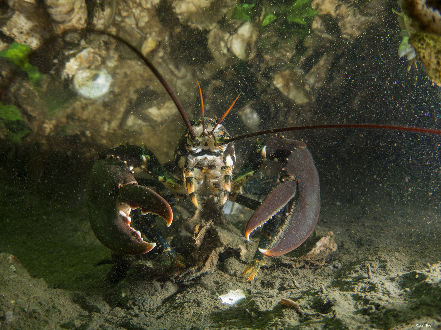 Close-up photo of a European lobster underwater