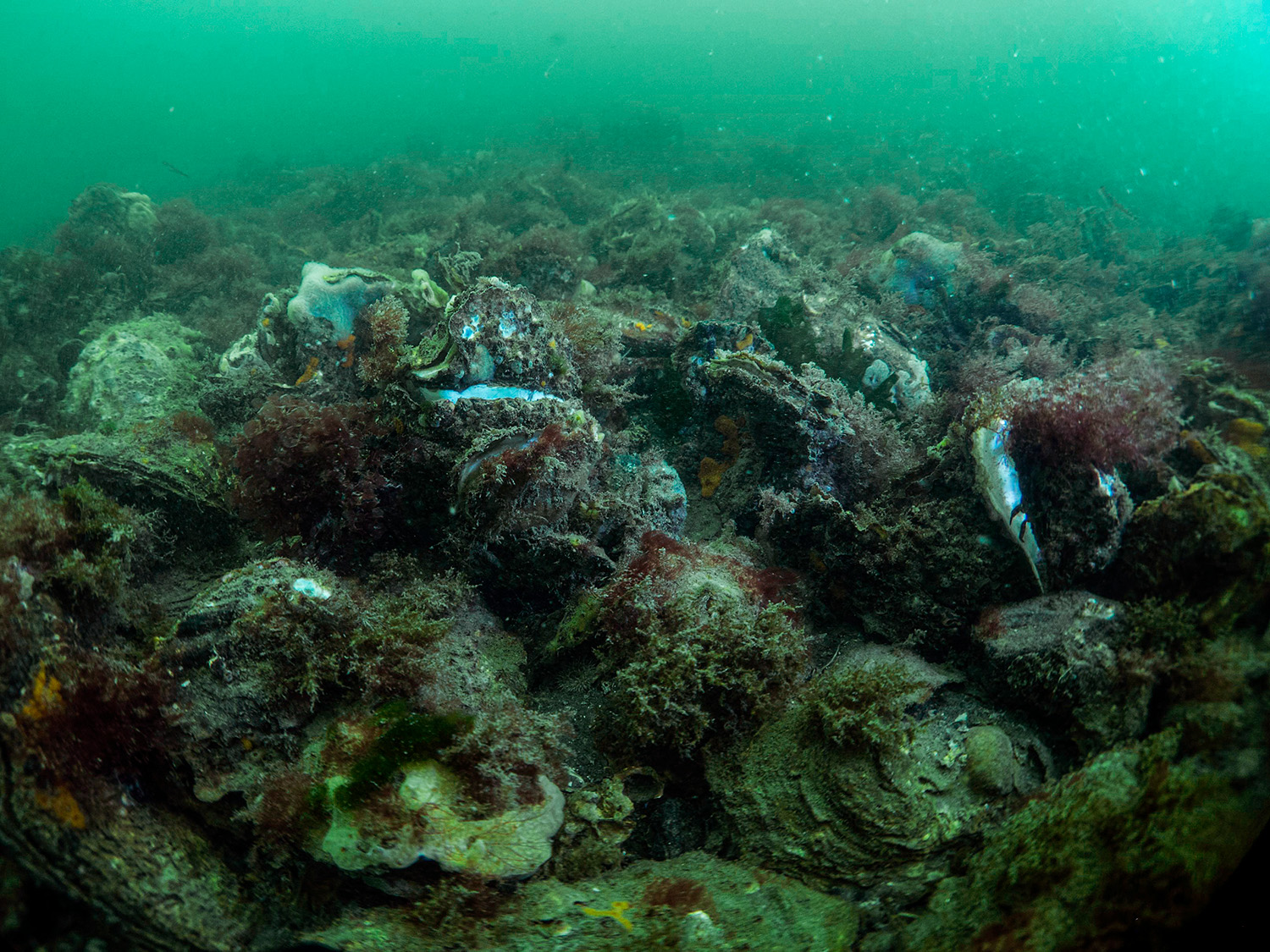An oyster reef covered with macro algea