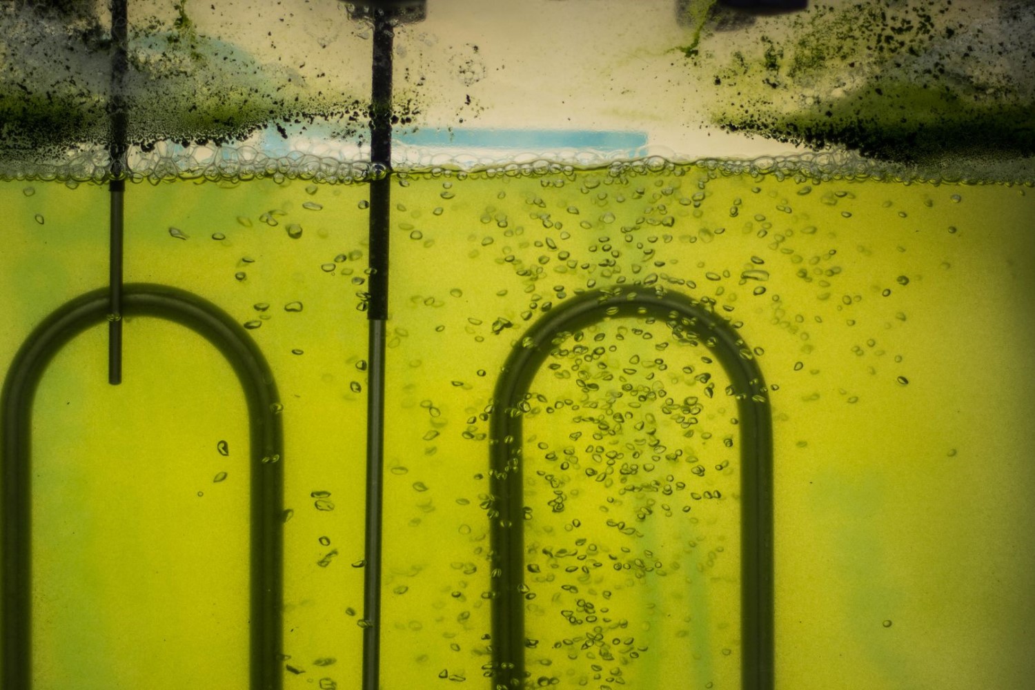 Algae in oil