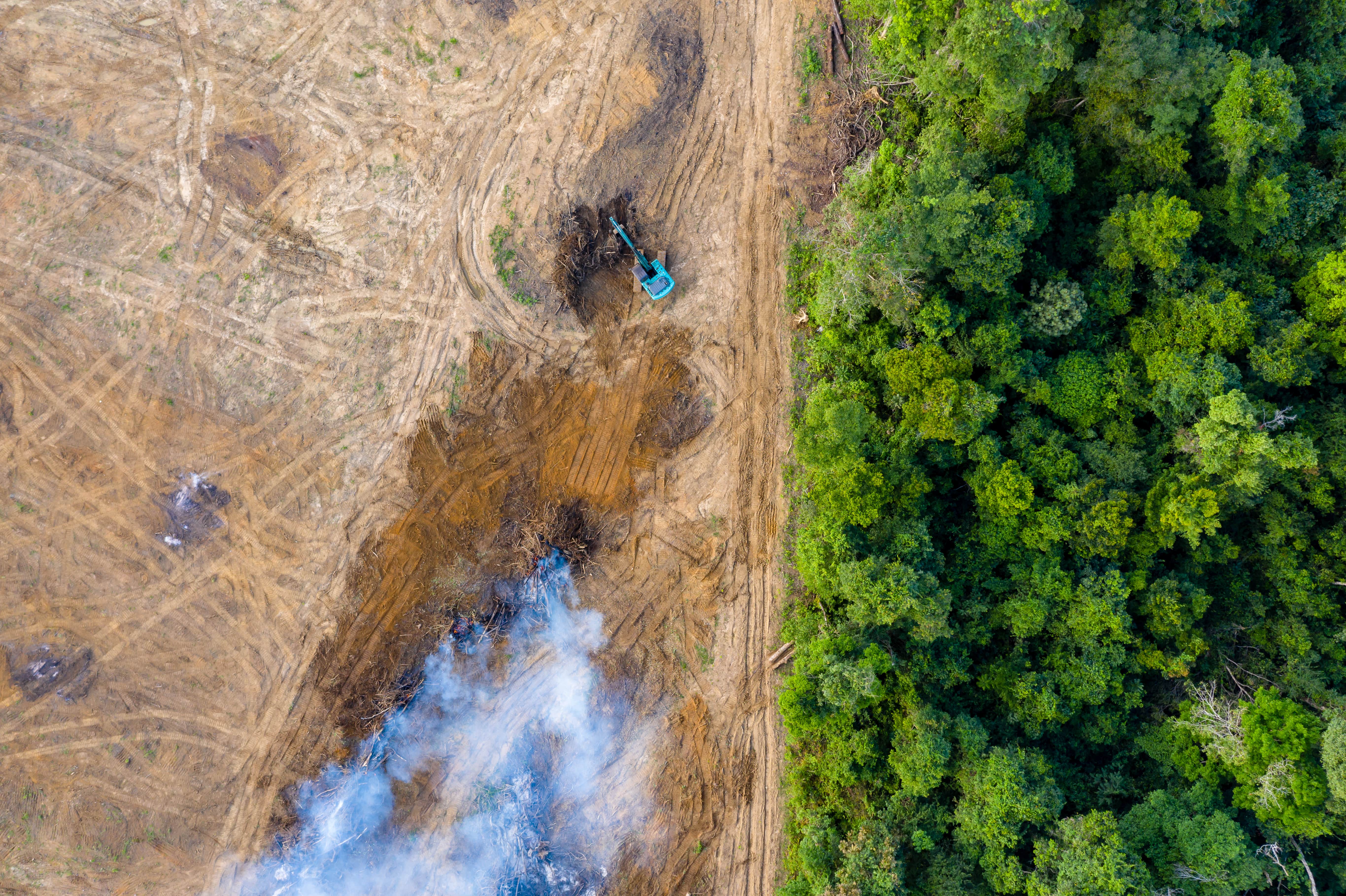 Deforestation of a forest