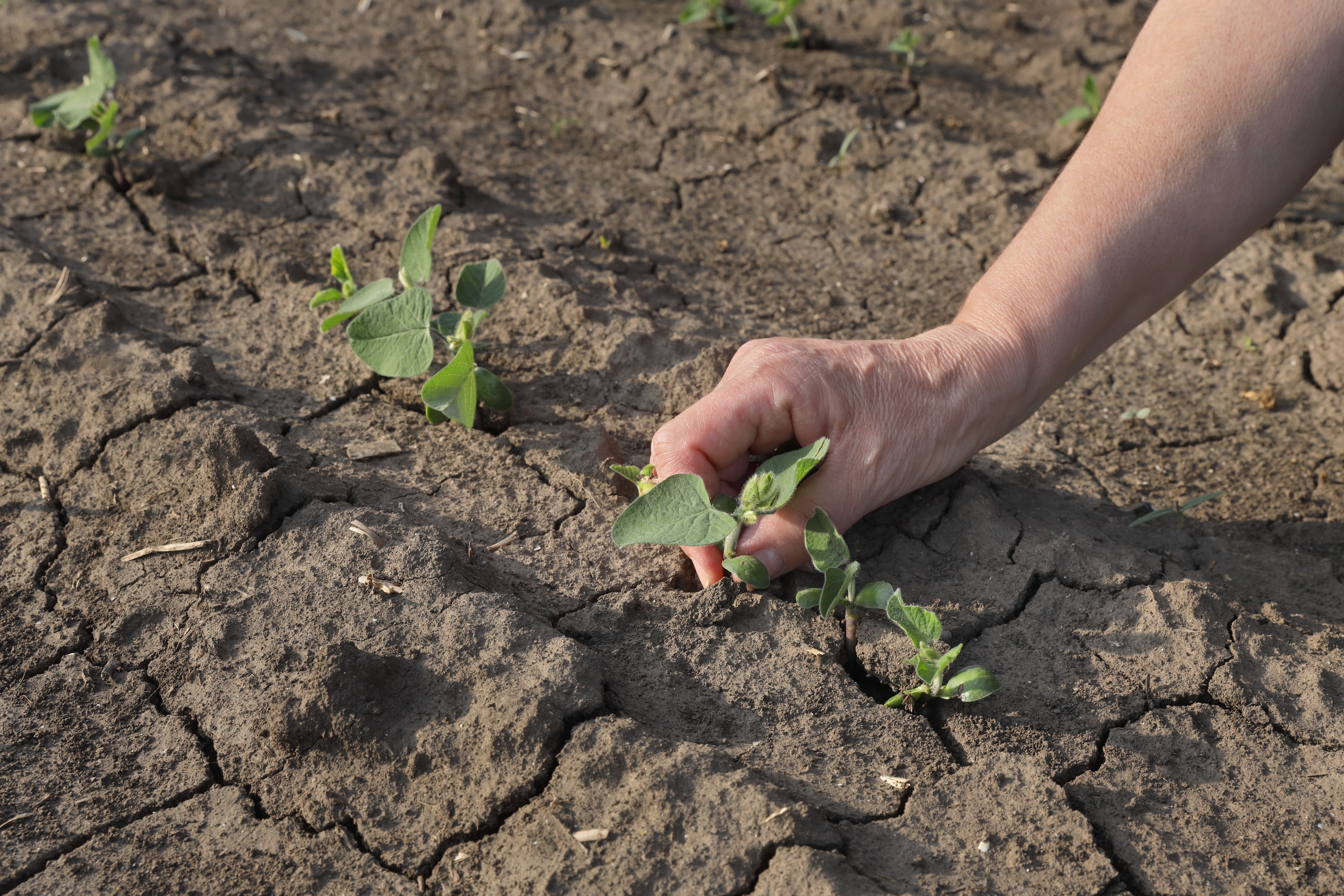 Boer of landbouwkundige op een veld met die de oogst onderzoekt, close-up van een hand en een kleine plant op gebarsten, droog land, droogte op het veld