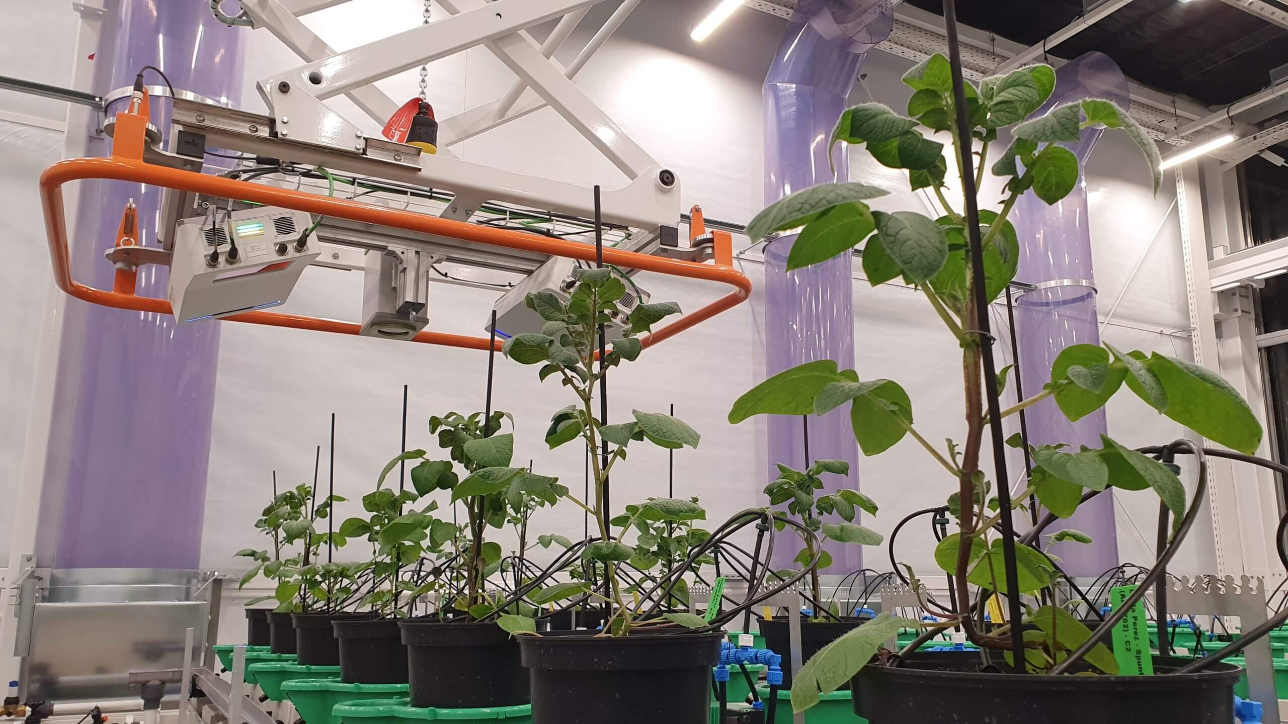 Plants in a laboratory