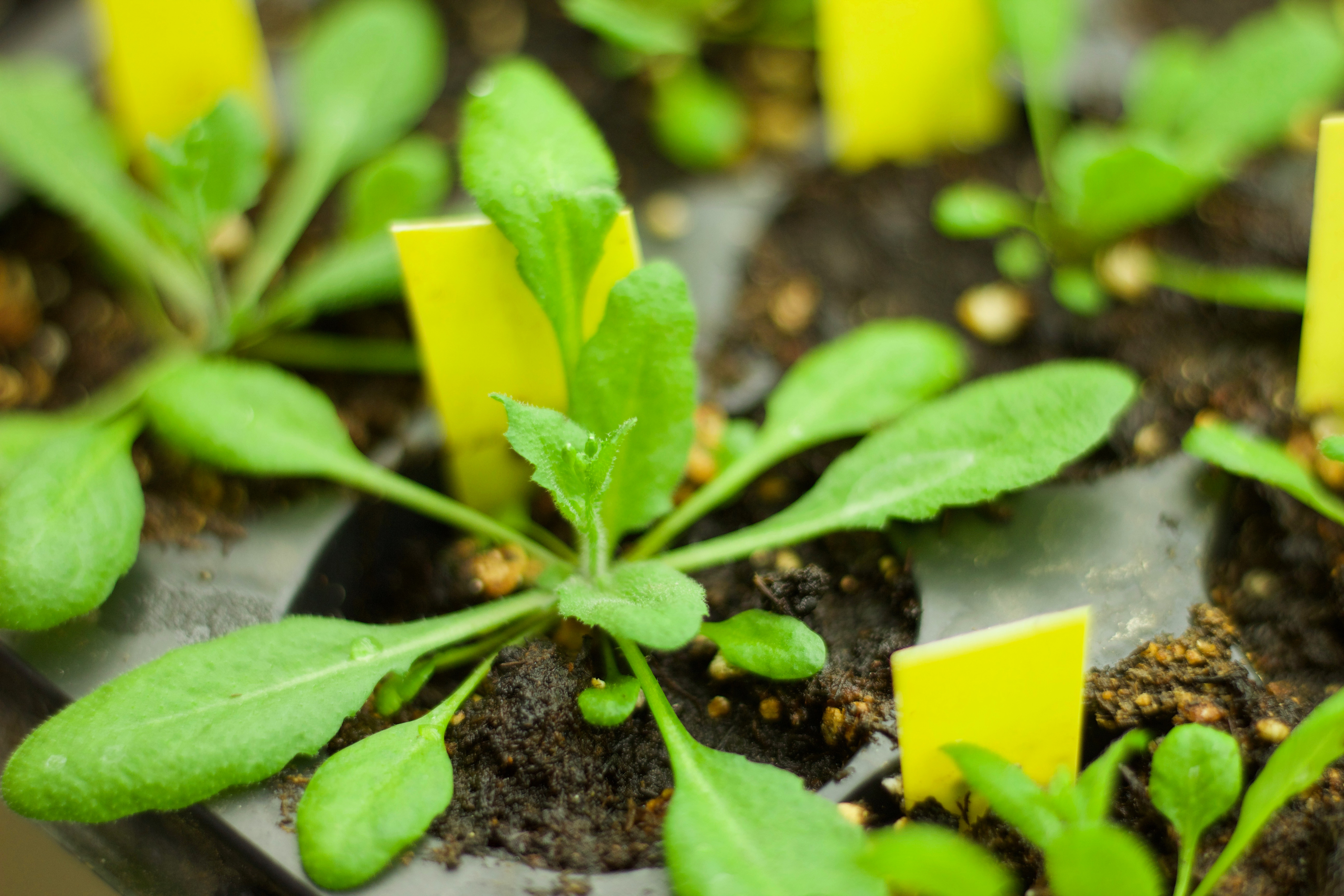 Plantjes tests voor zout