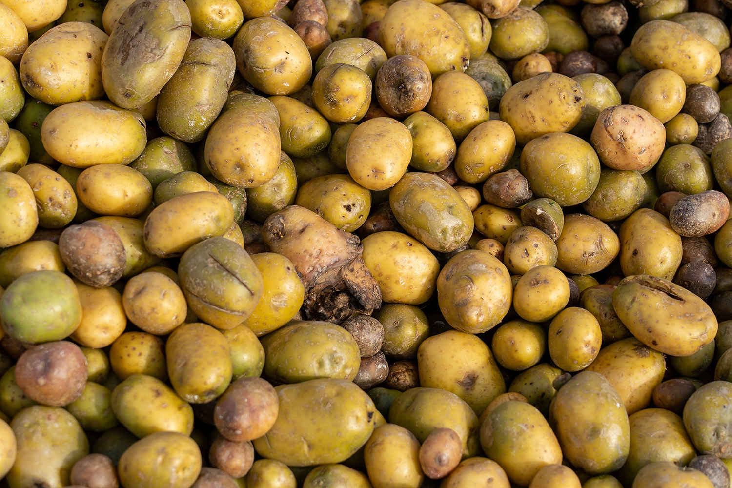 a bunch of potatoes