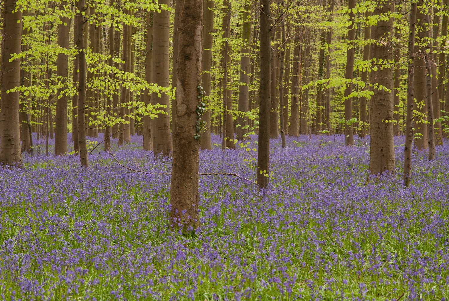 purple flowers forest
