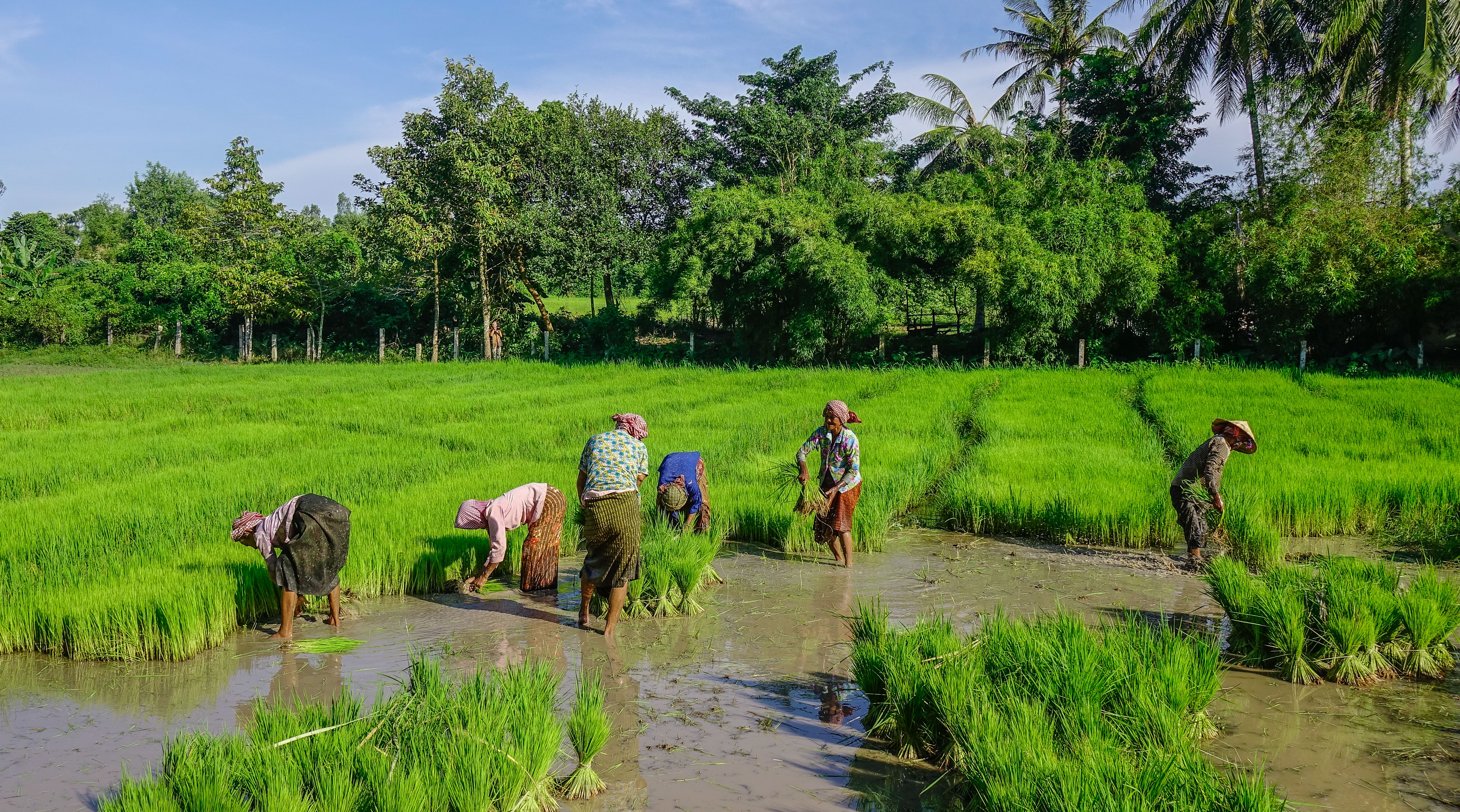 Farmers working on paddy rice field in Can Tho, Vietnam.
