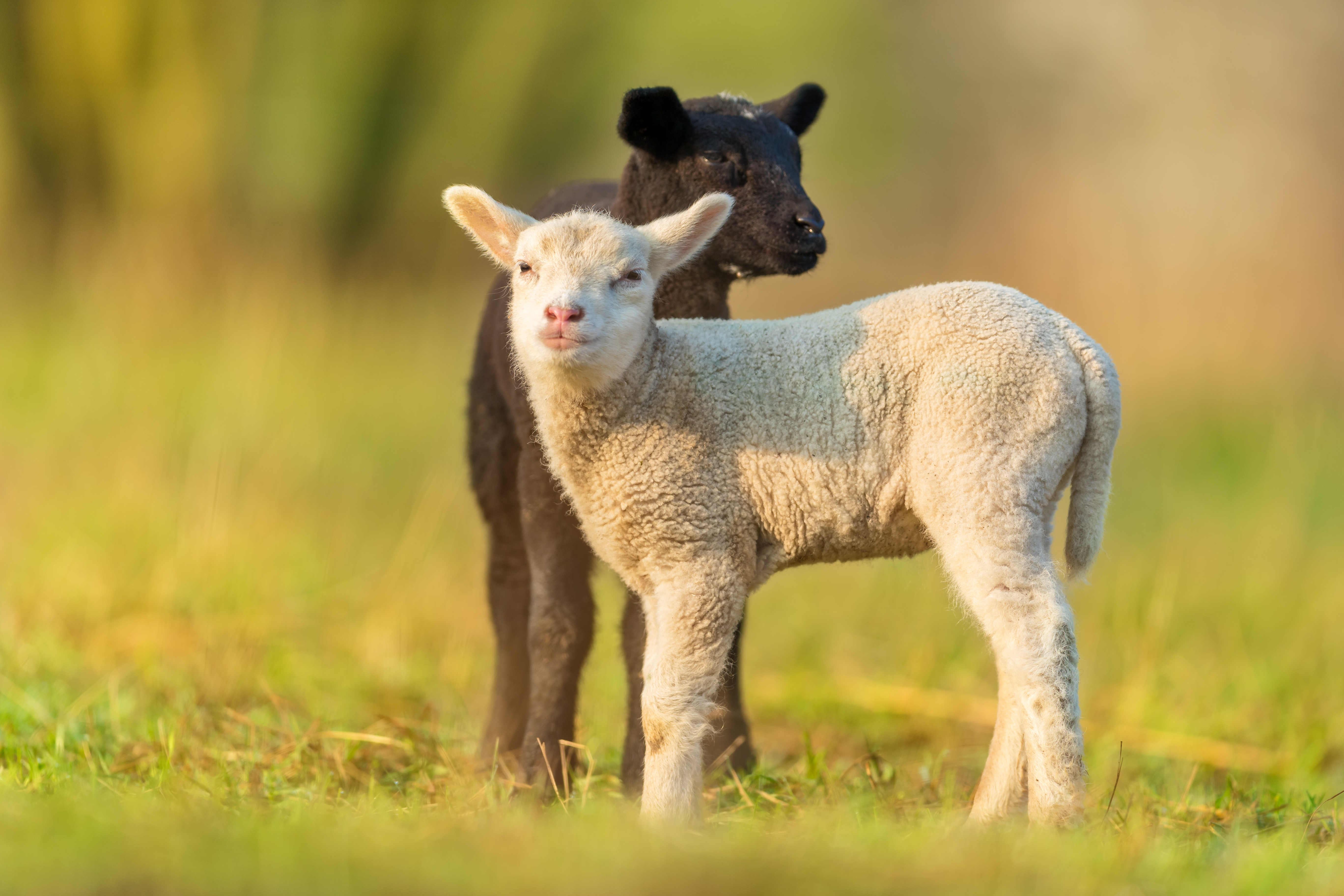 twee lammetjes in de wei