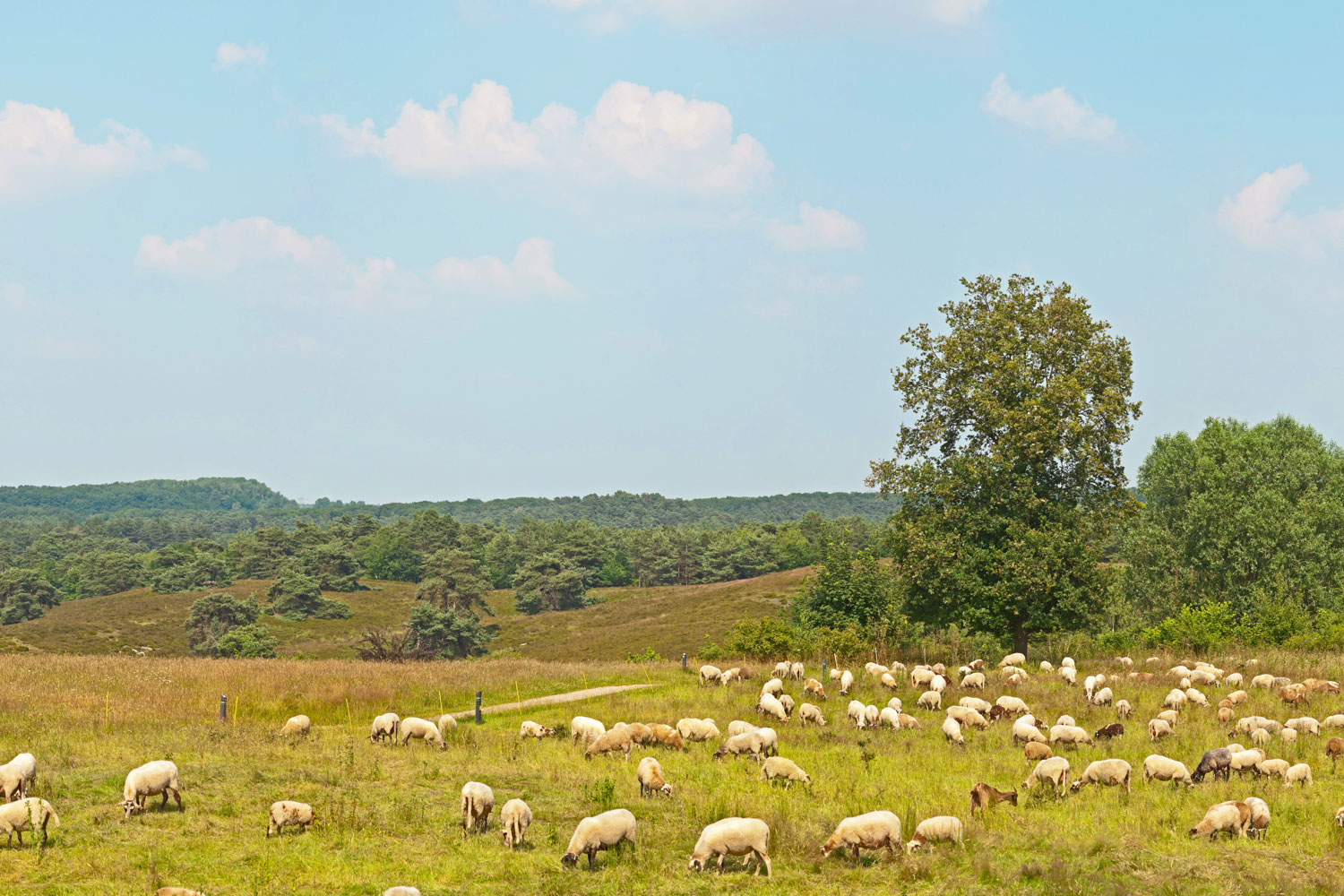 Sheeps in the meadow
