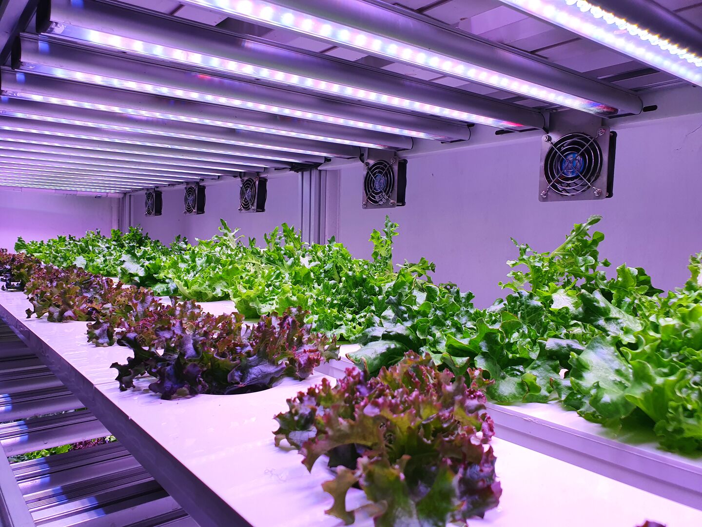 Vertical farming of lettuce