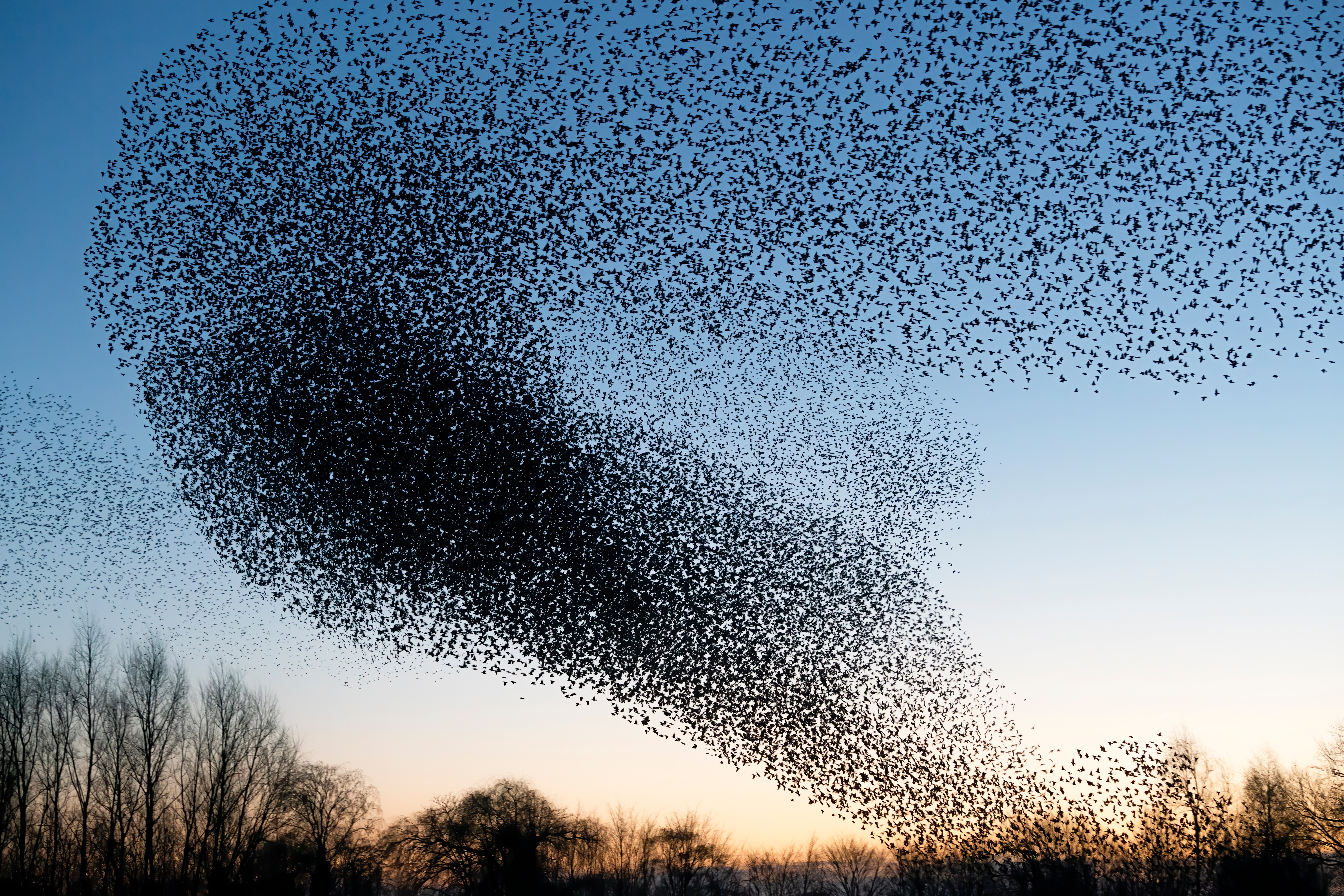vogels in de lucht zonsondergang