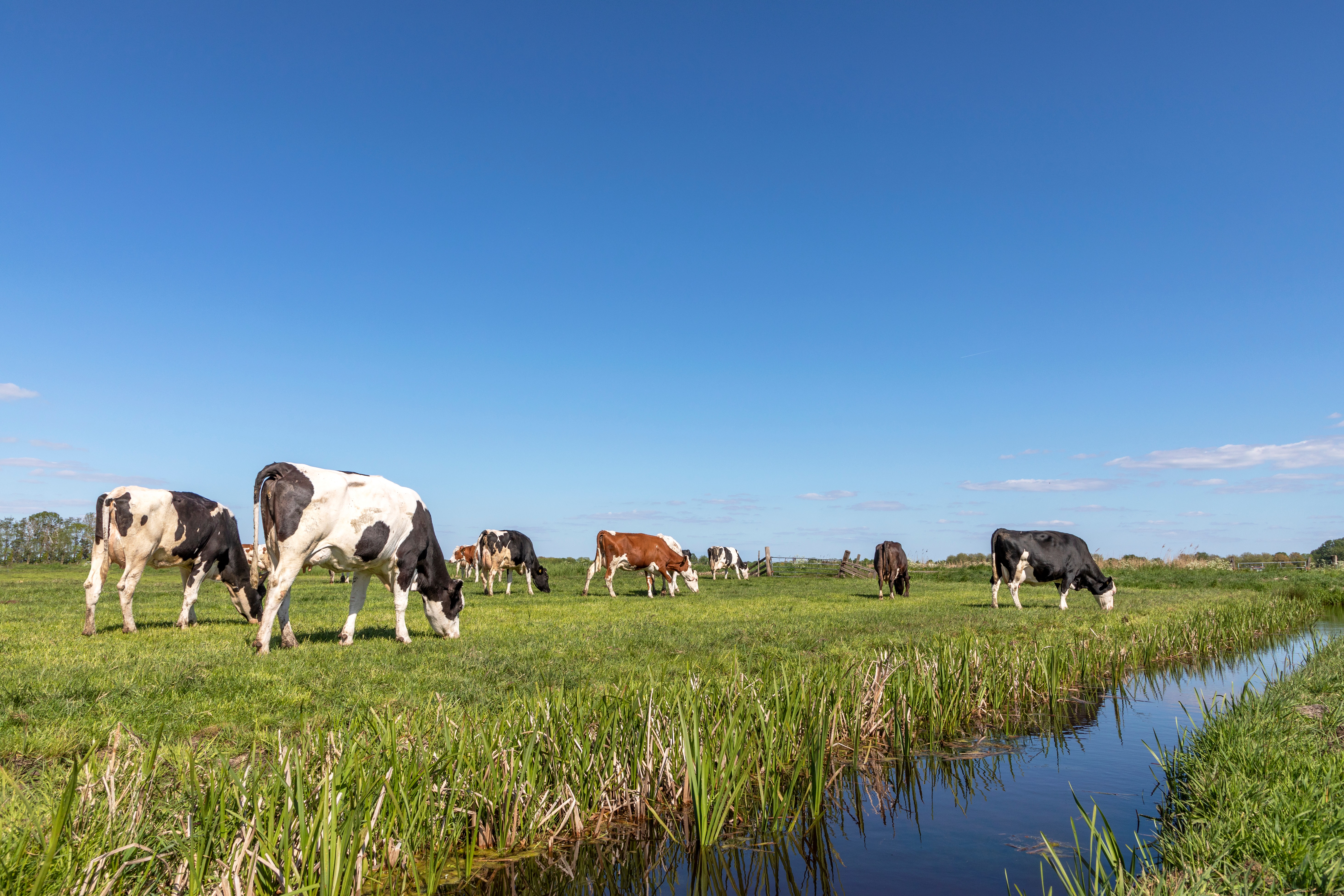 Black and white cows grazing in green pasture under blue skies