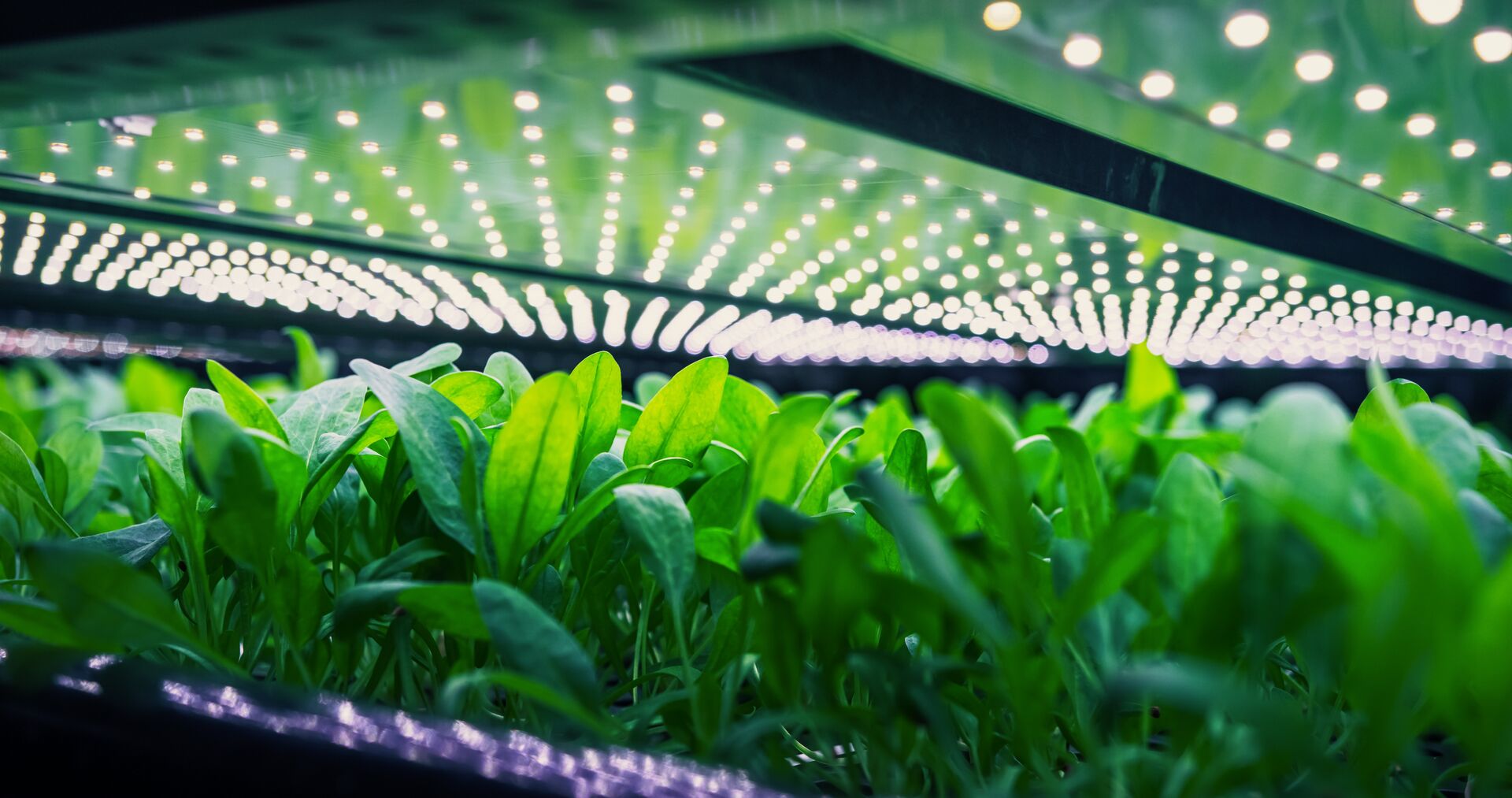 Vertical farming of spinach