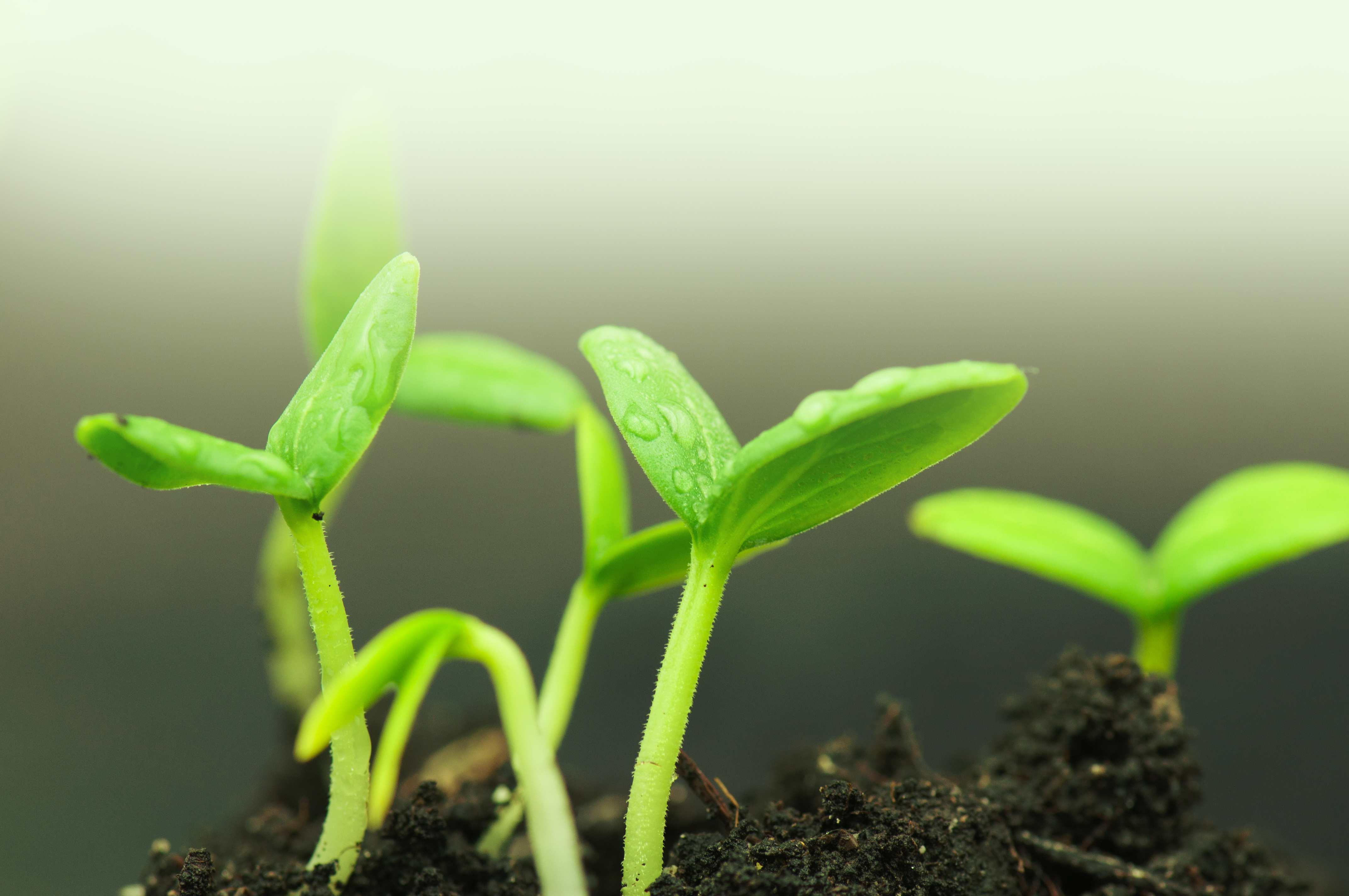 Seedlings in black soil