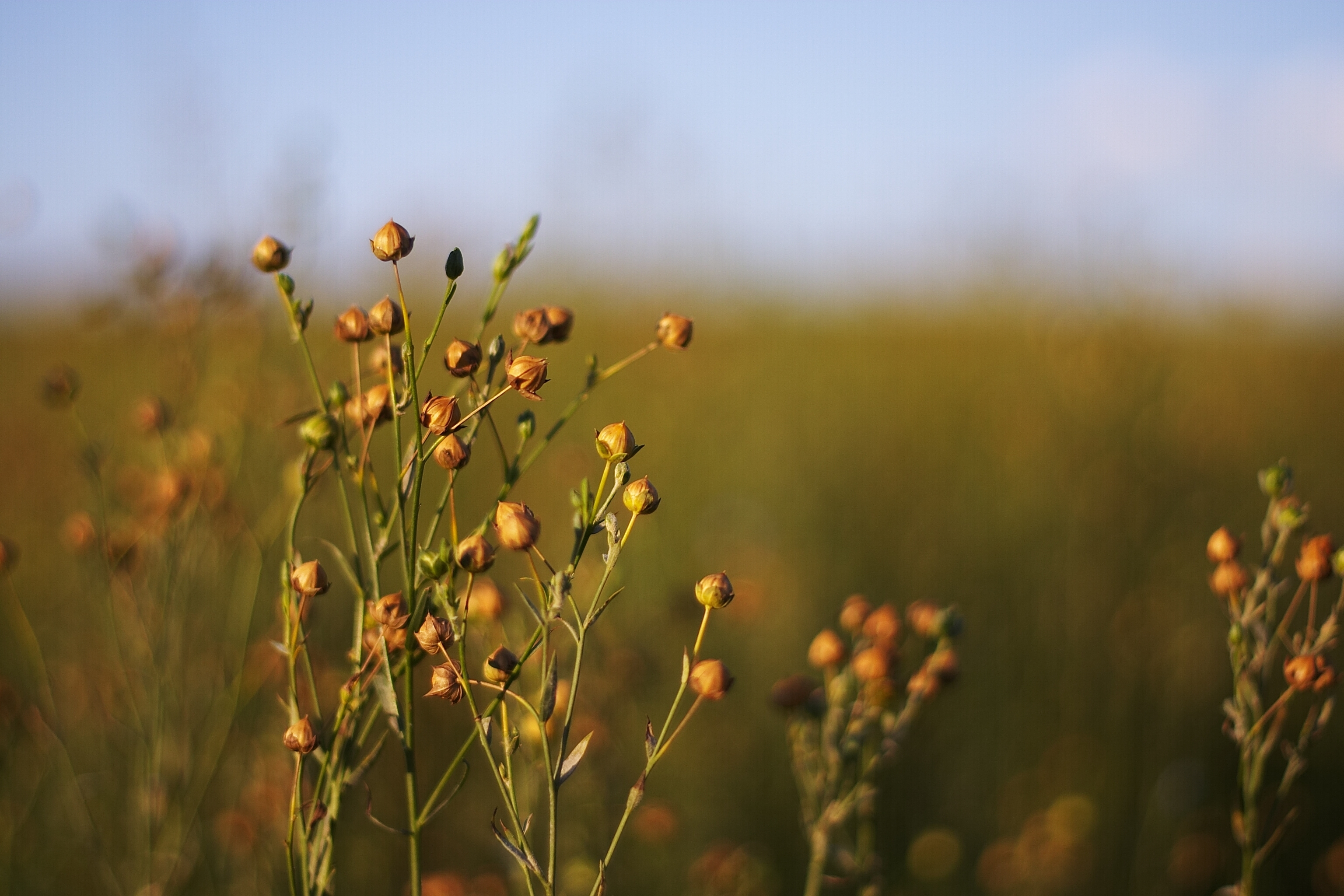 Field with linseed