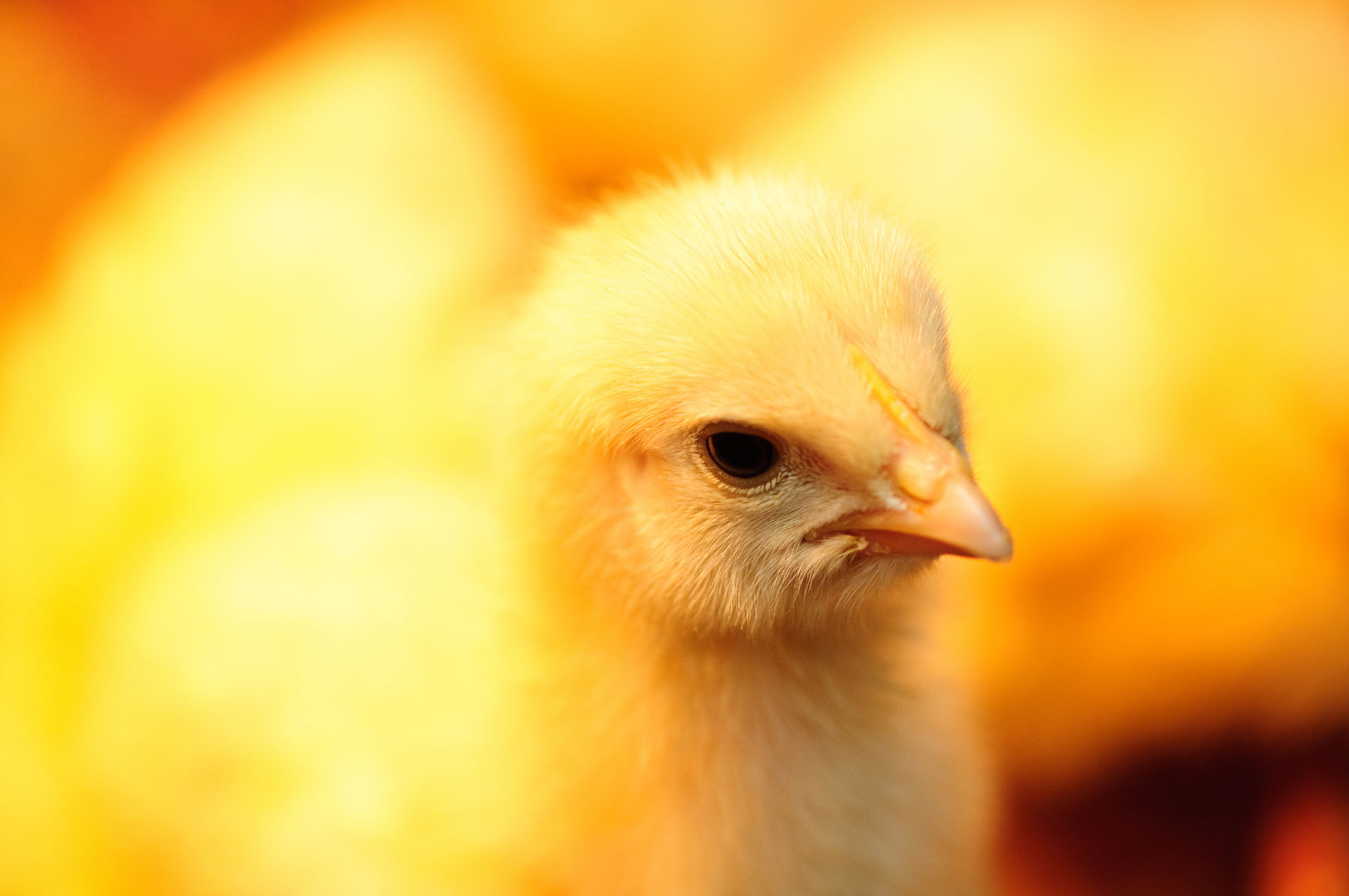 A photo of a chick
