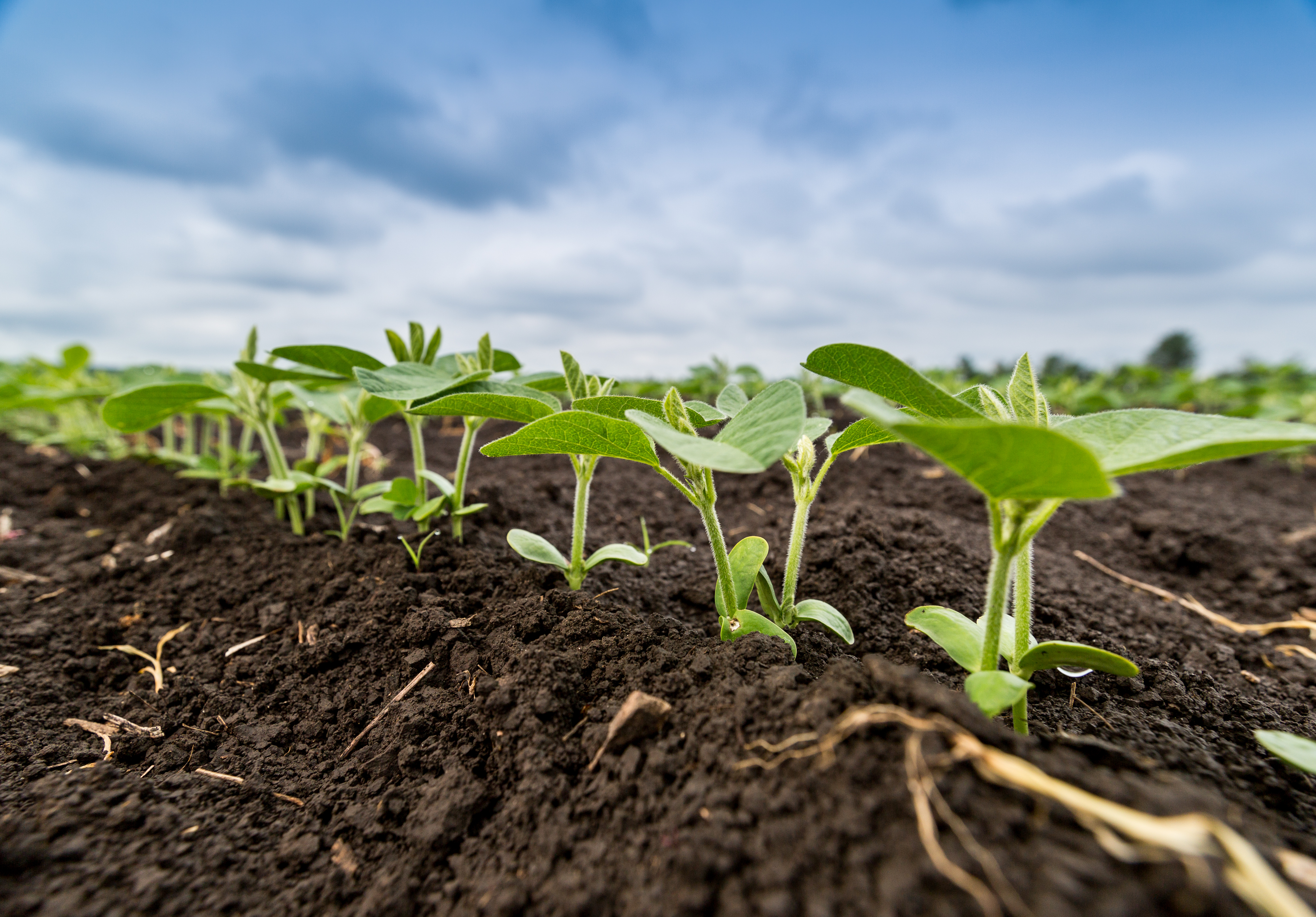 Jonge soya planten in een veld