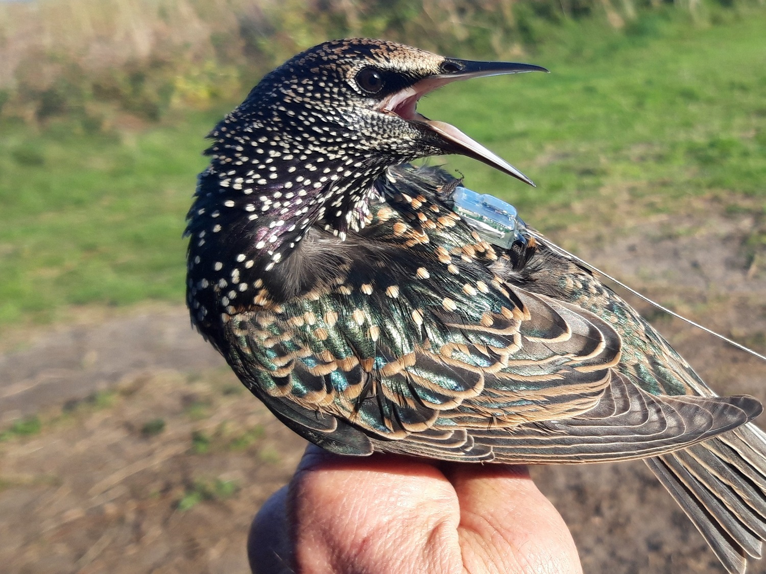 Starling with research transmitter