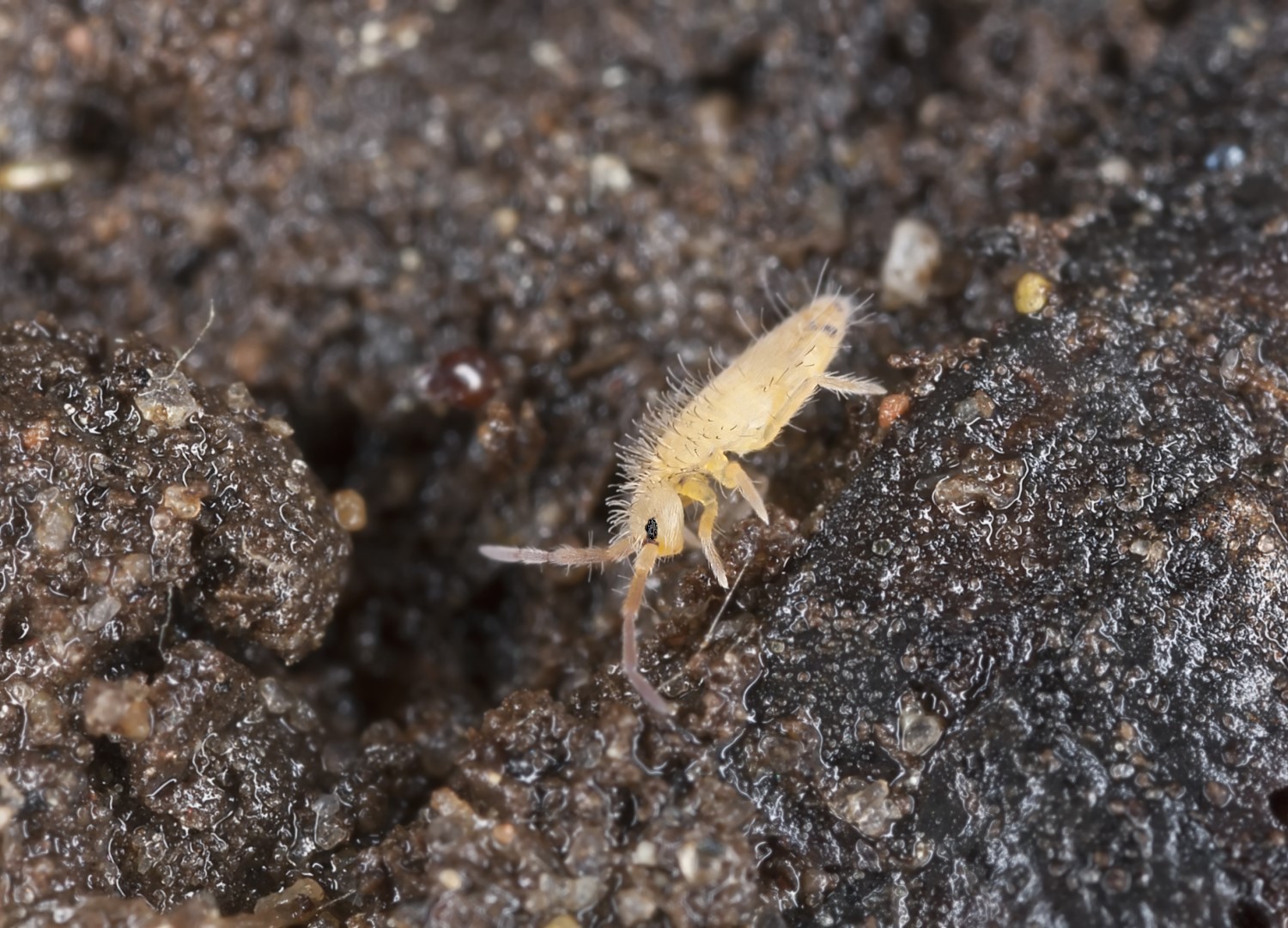 Springtail in the ground