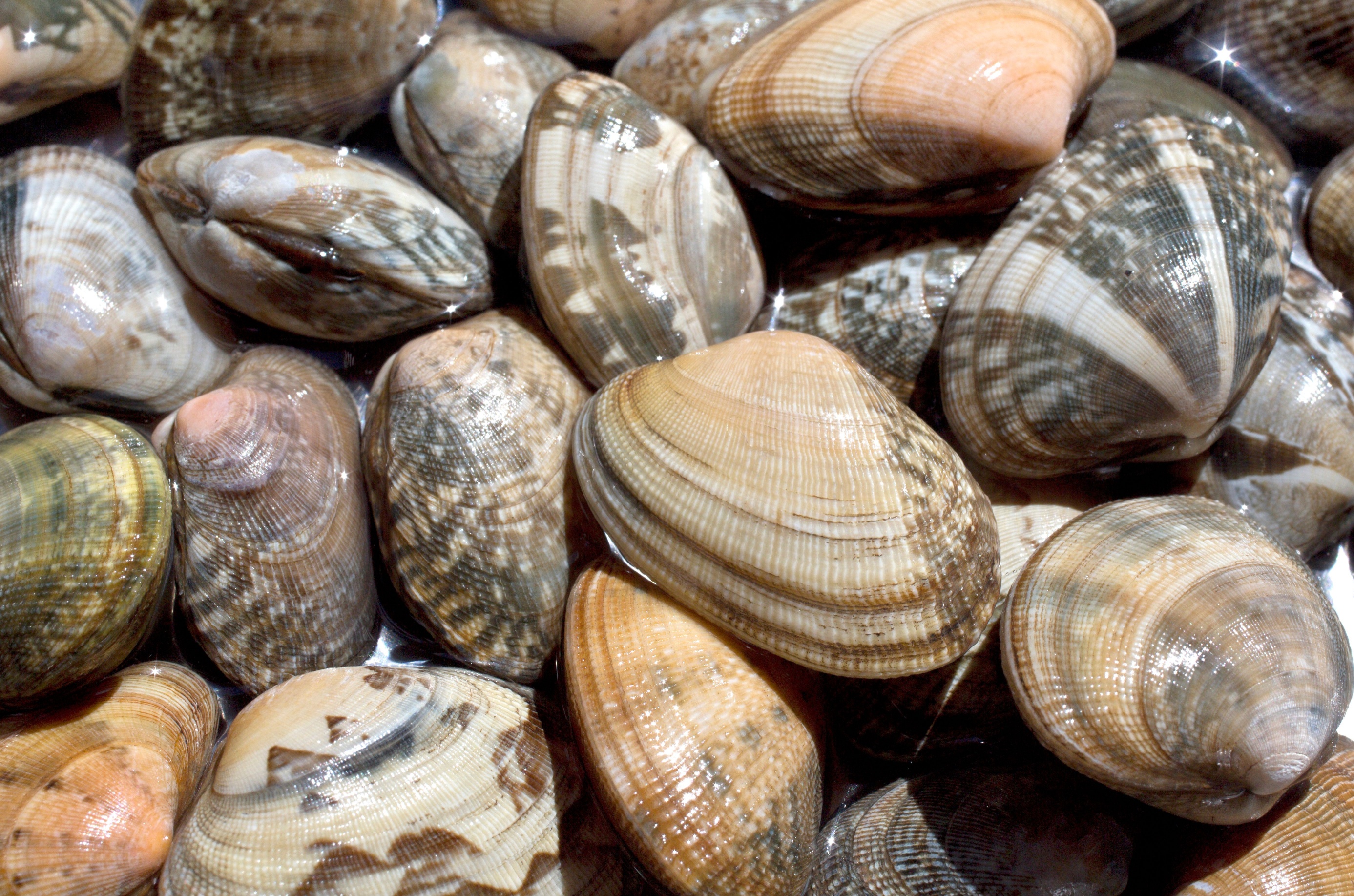Een stapel mossels