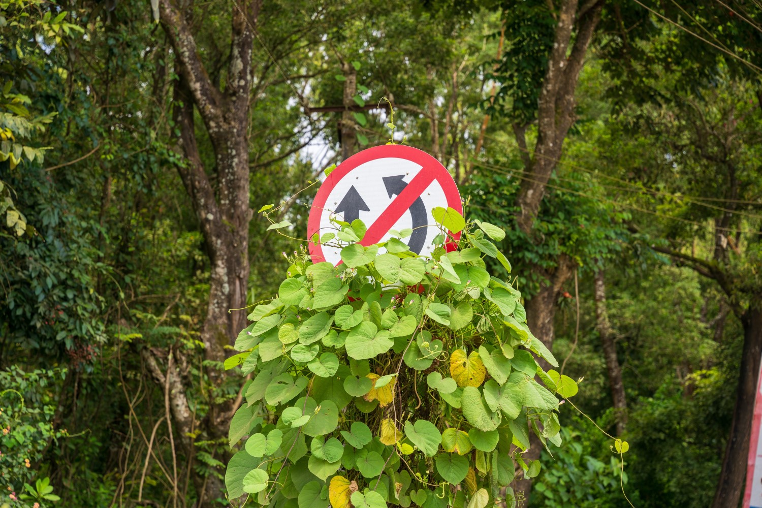 traffic sign overgrown by plants