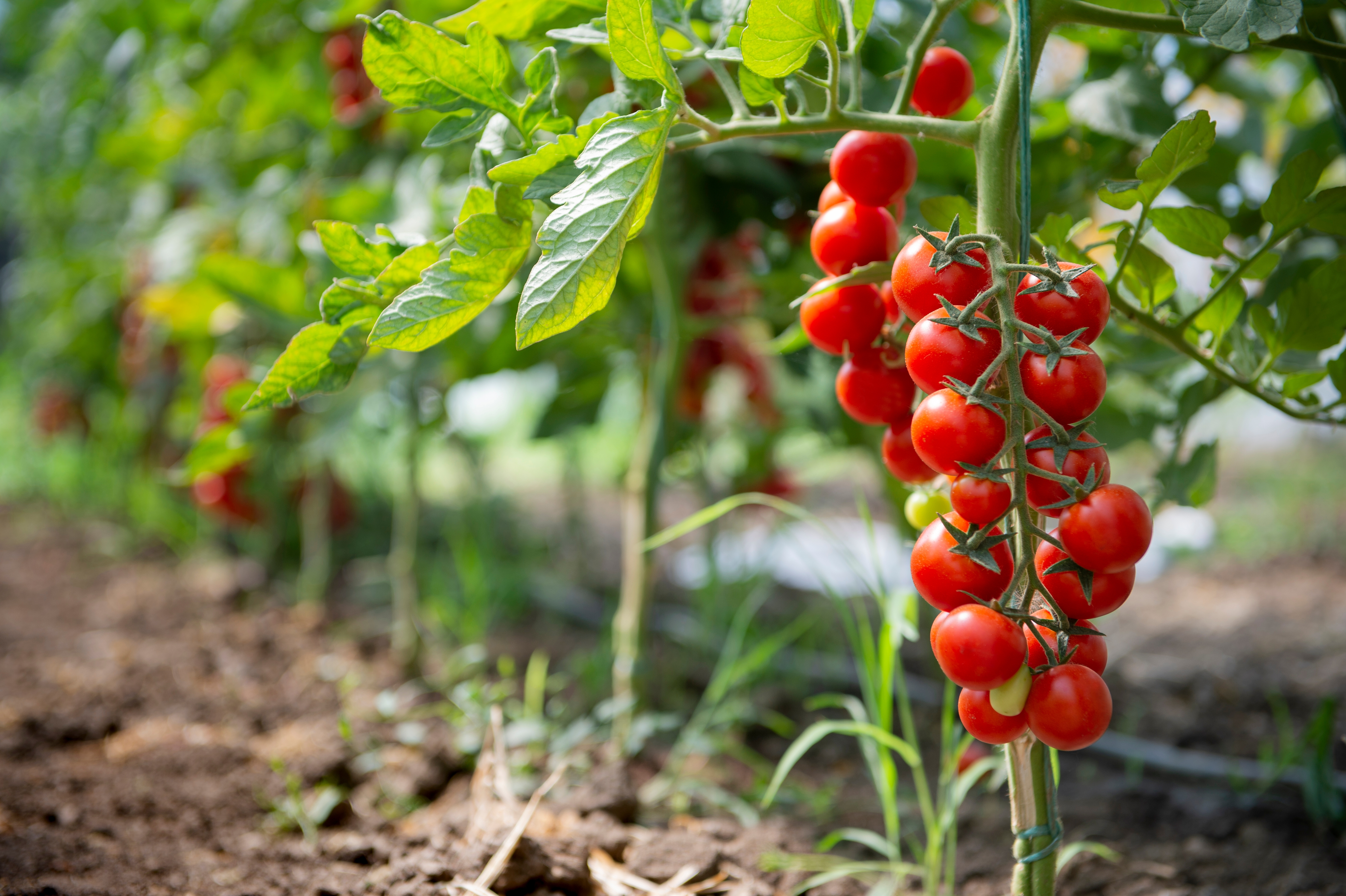 Rijpe tomatenplant groeiend in een kas