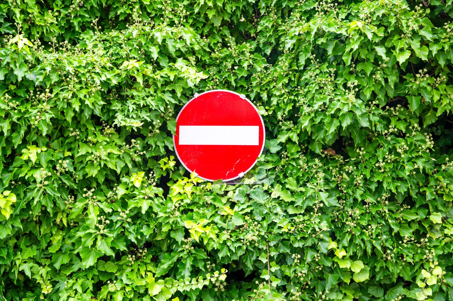 verkeersbord tussen de planten