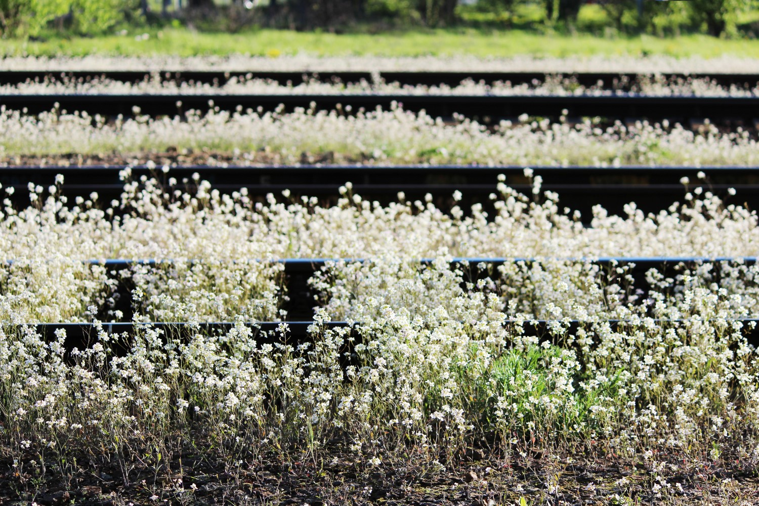 treinspoor overgroeid met plantjes