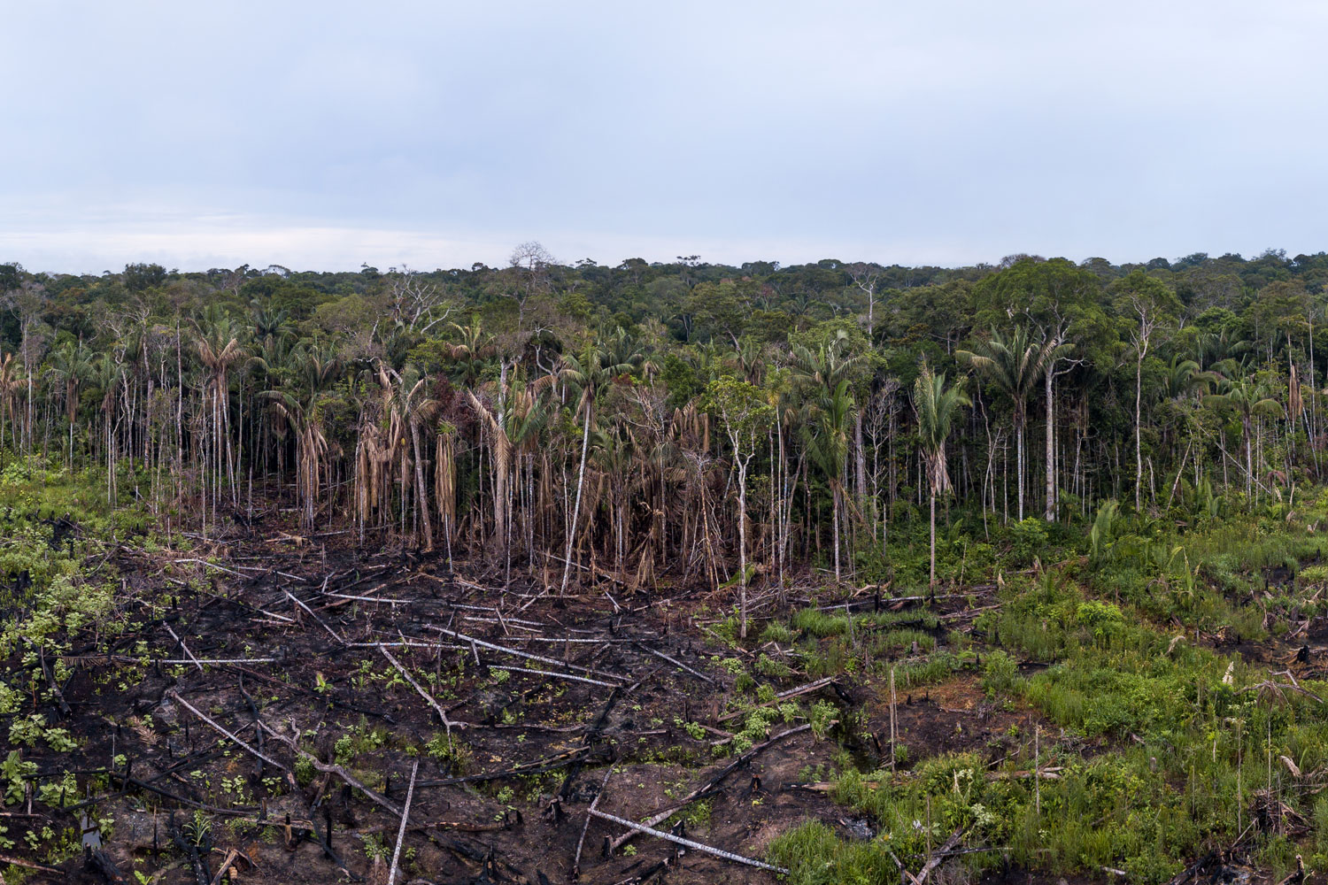 Burned and cut down jungle
