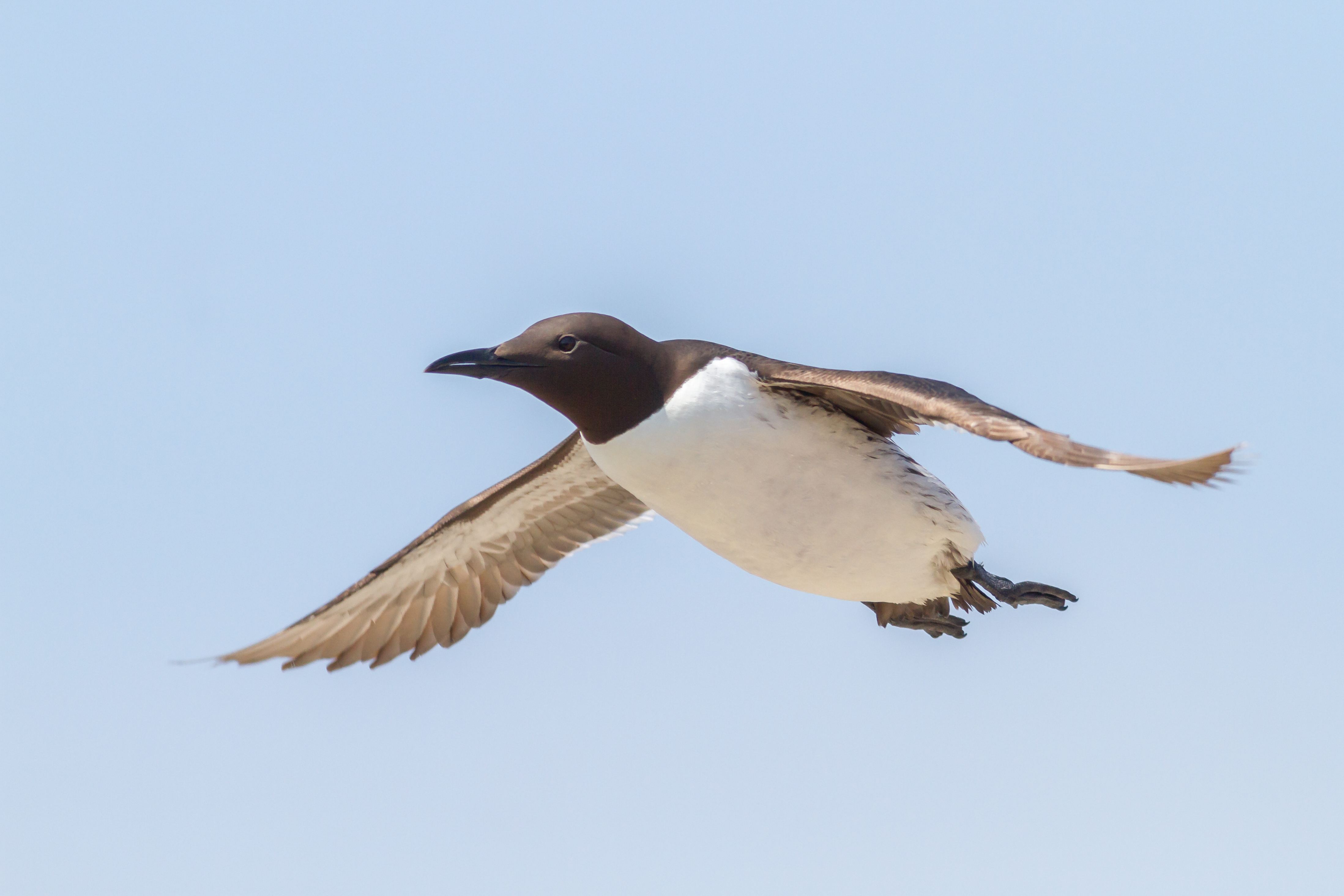 Flying common guillemot