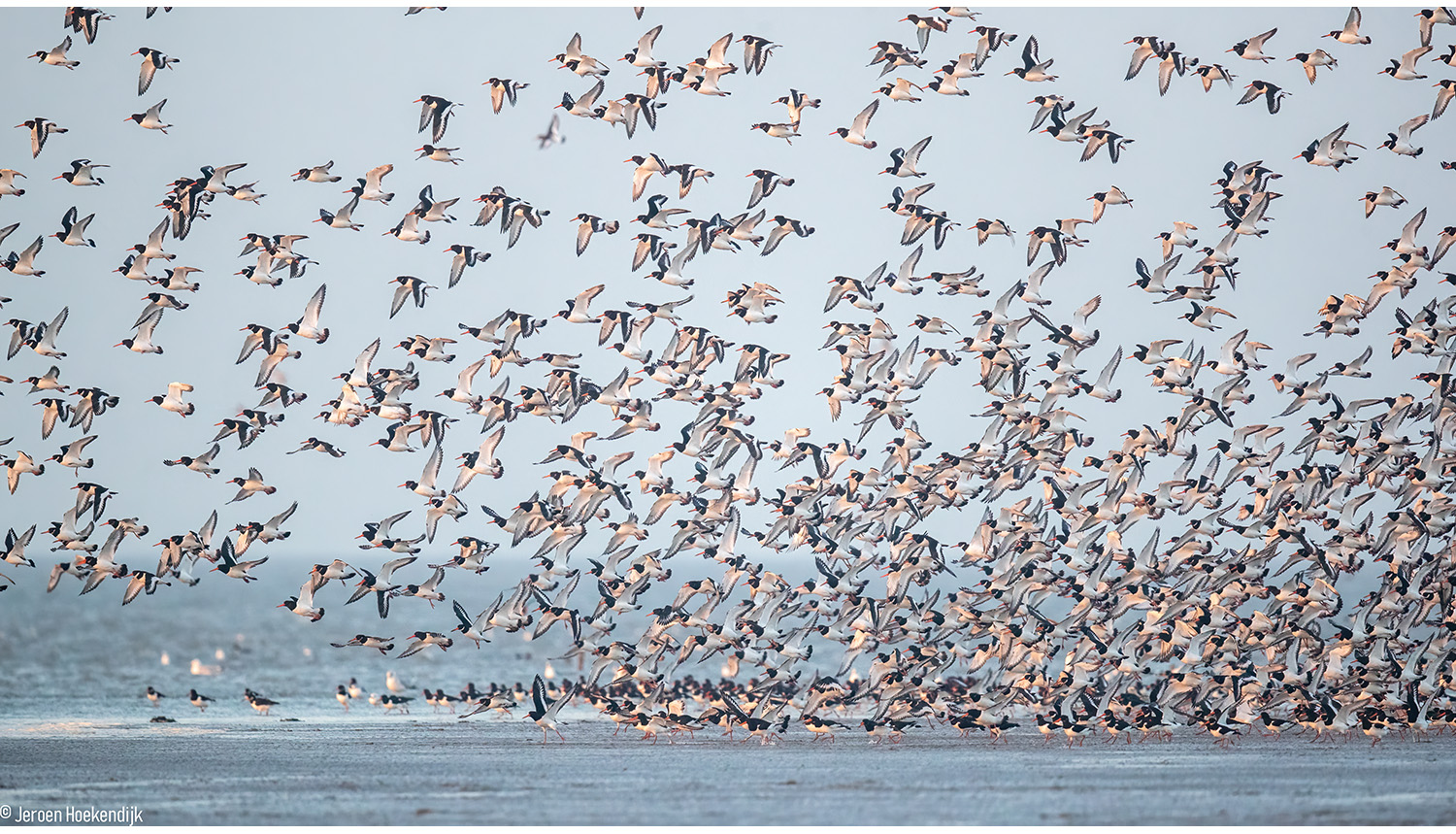 A flock of oyster catchers takes off from a muddy beach