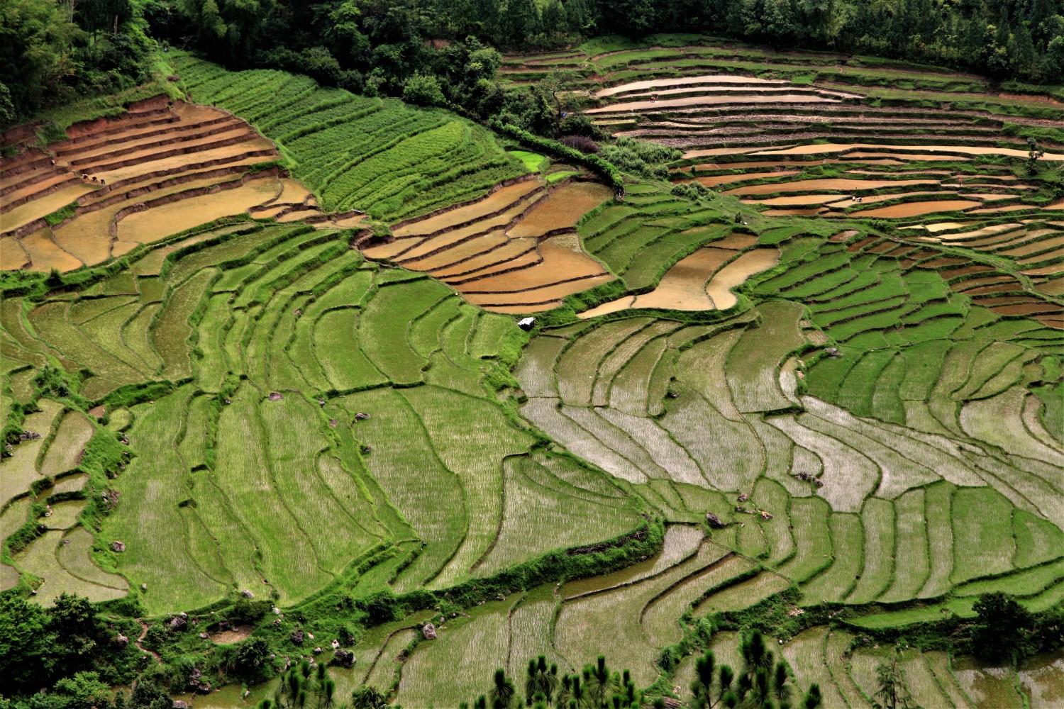 Beautiful Terraced rice field with rural houses in Bhutan