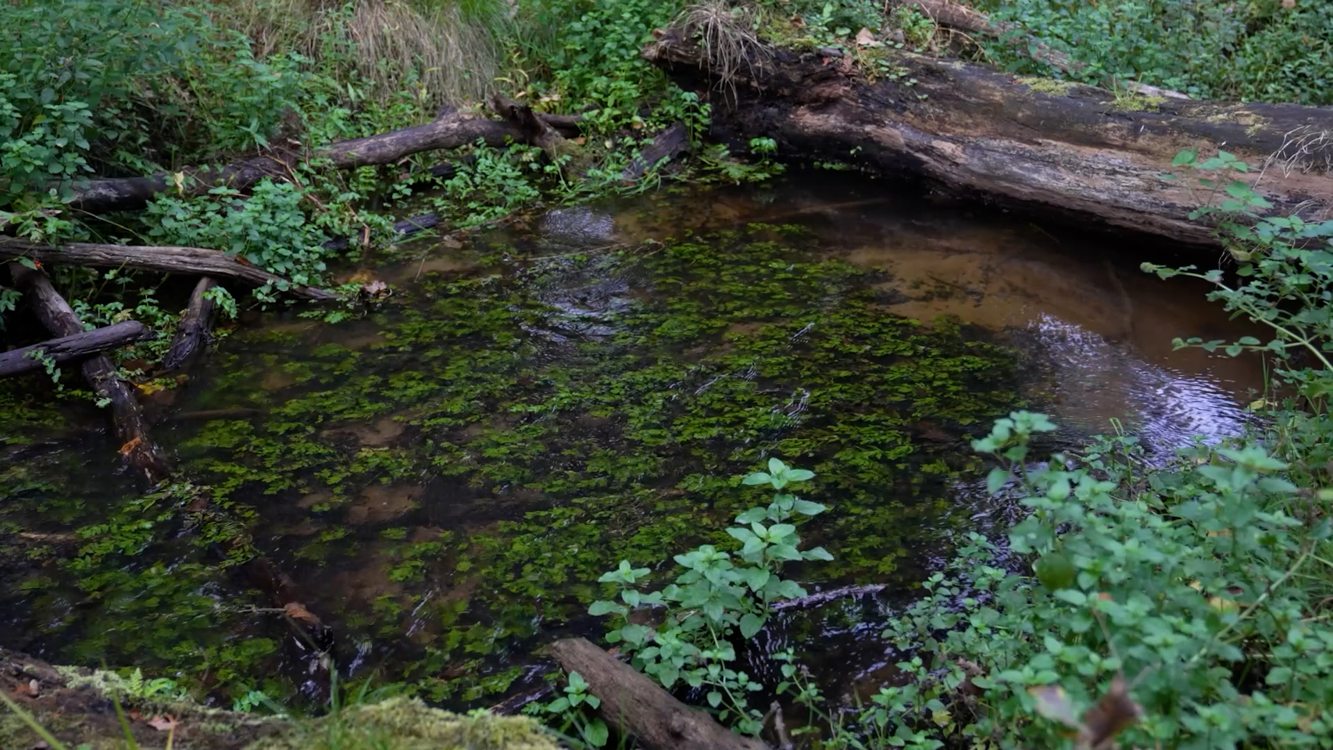 Water with plants