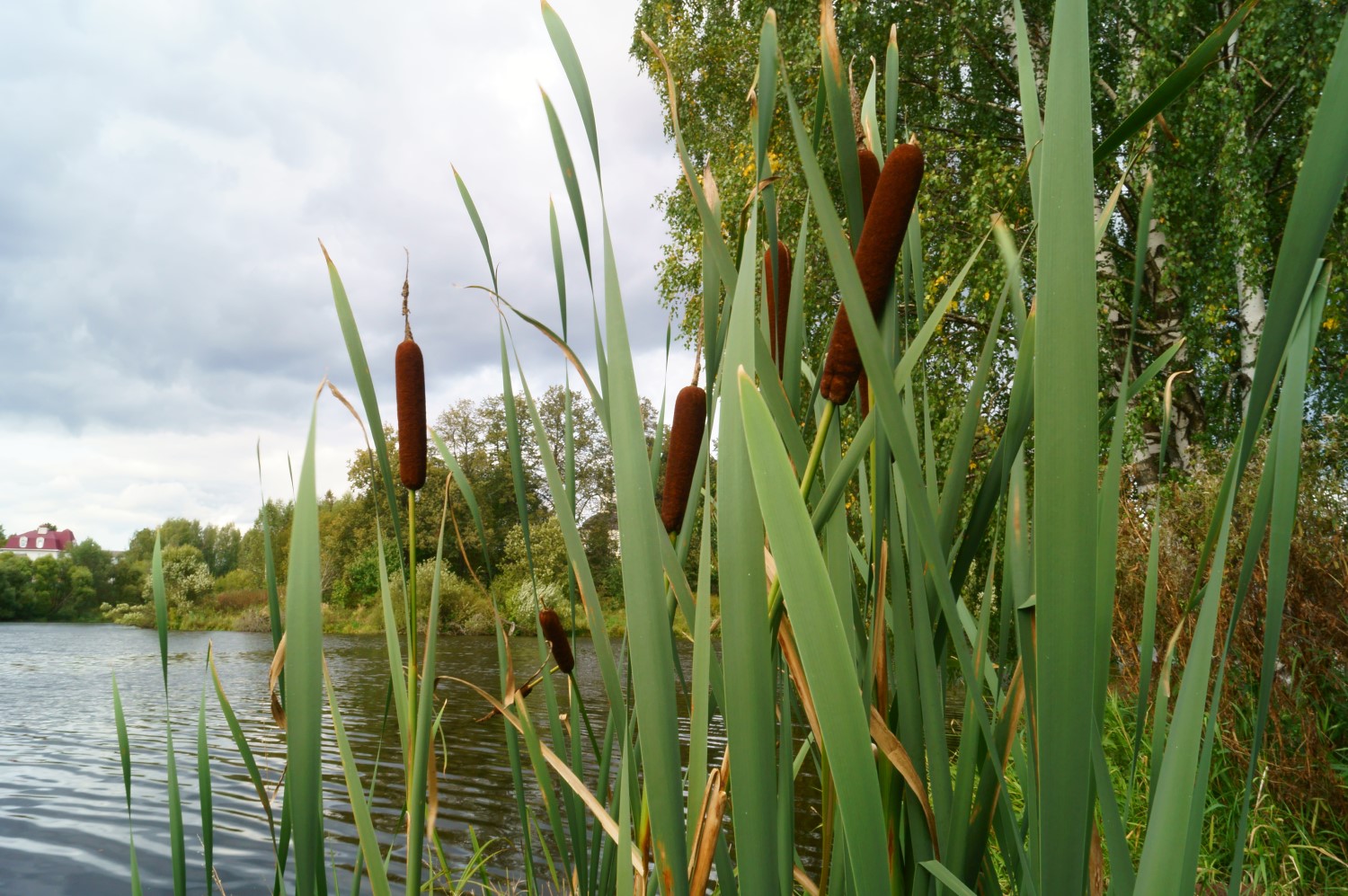 plants in water
