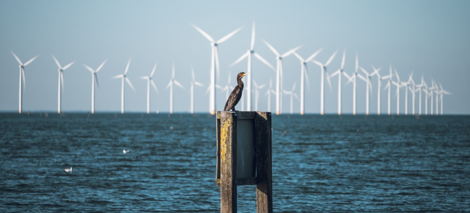 sea bird in front of a windmill farm