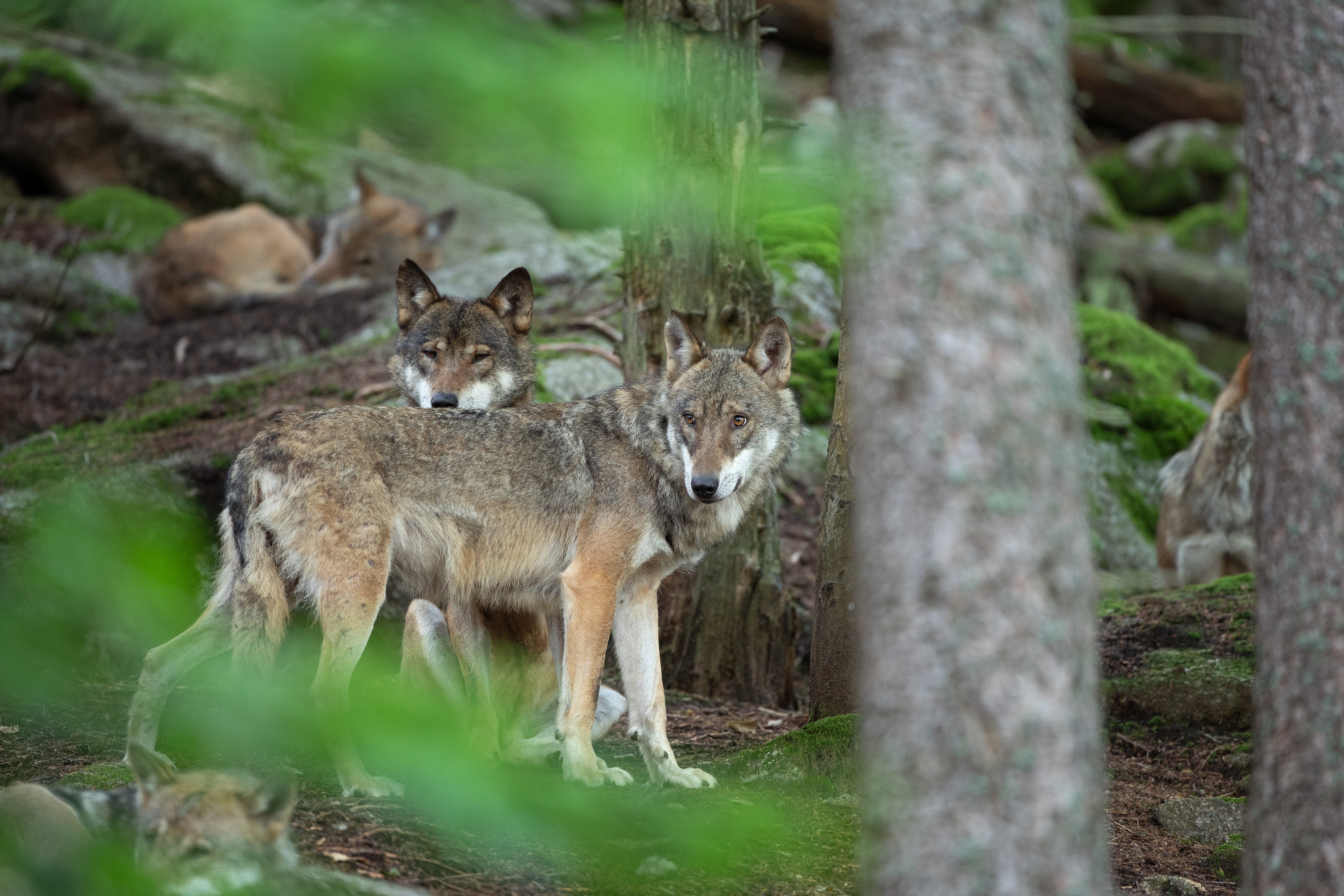 wolf lying down in nature