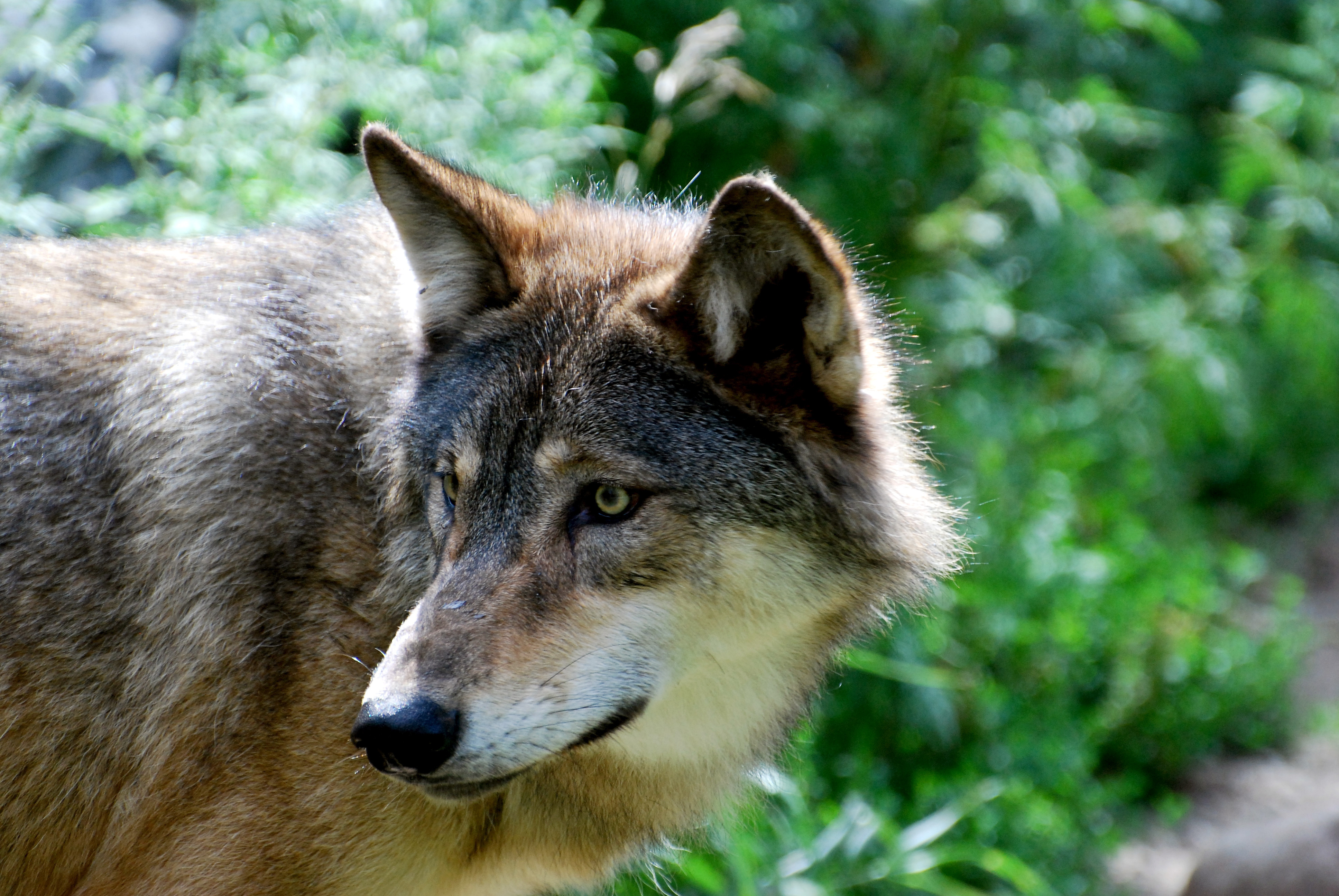 wolf kijkt om zich heen