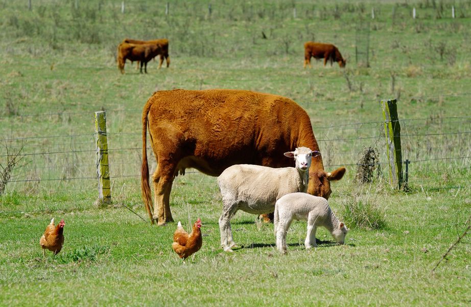 Koeien, schapen en kippen in een weiland