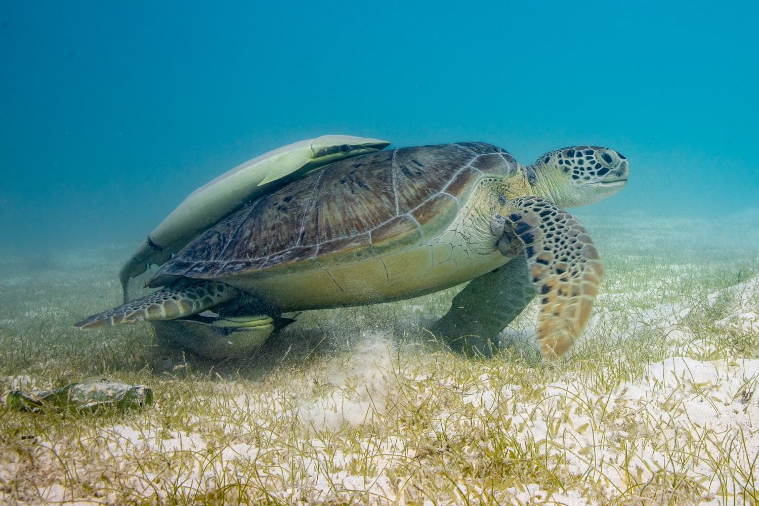 A sea turtle swims through a field of seagrass