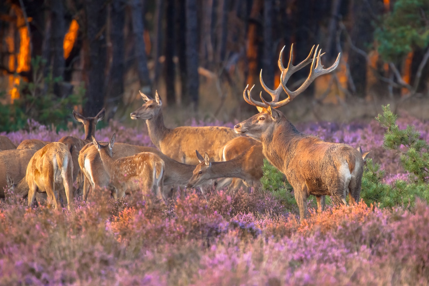 five deer in forest and heather landscape