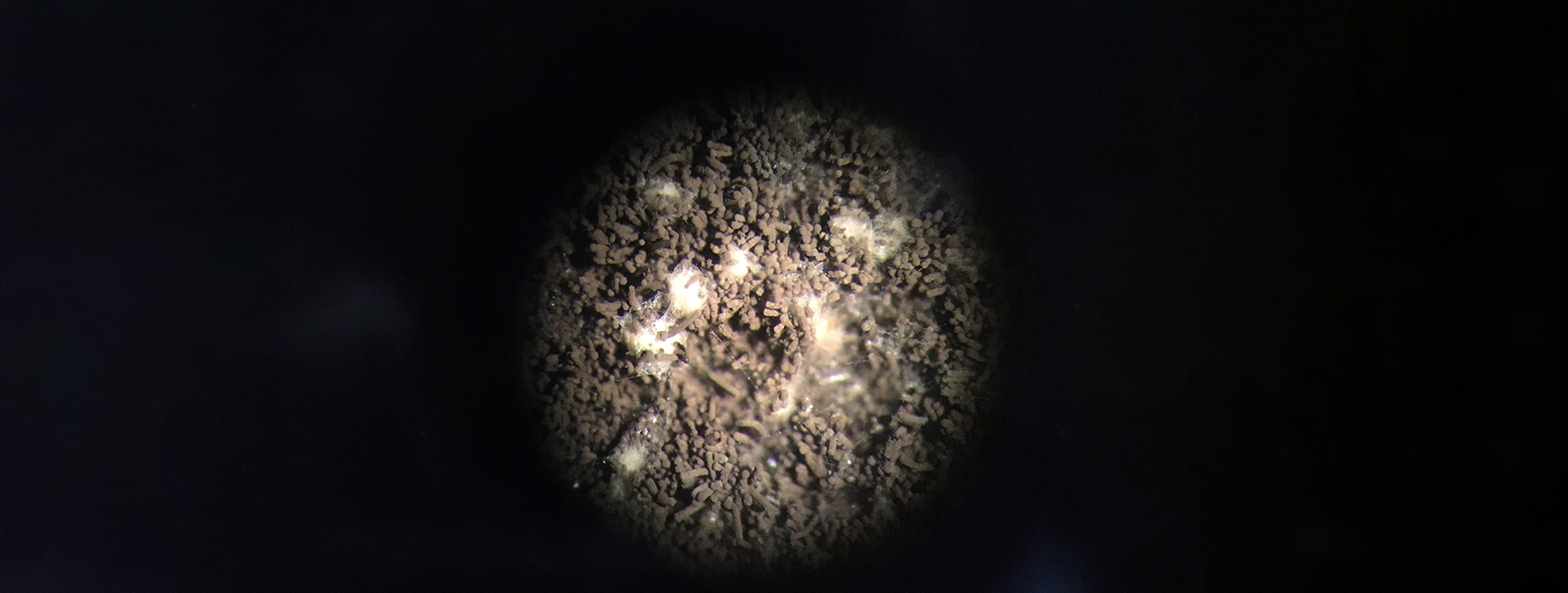 Cleistothecia (geslachtelijke vruchtlichamen) van Aspergillus fumigatus