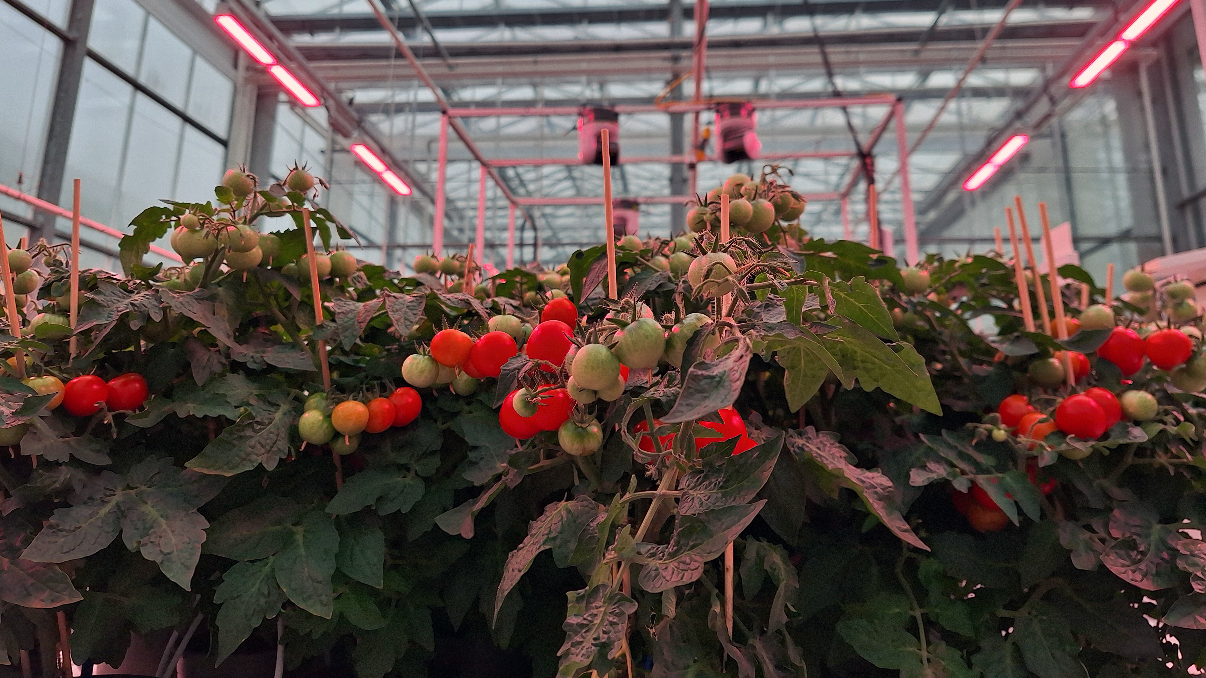 Cultivation of dwarf tomatoes during the Autonomous Greenhouse Challenge.