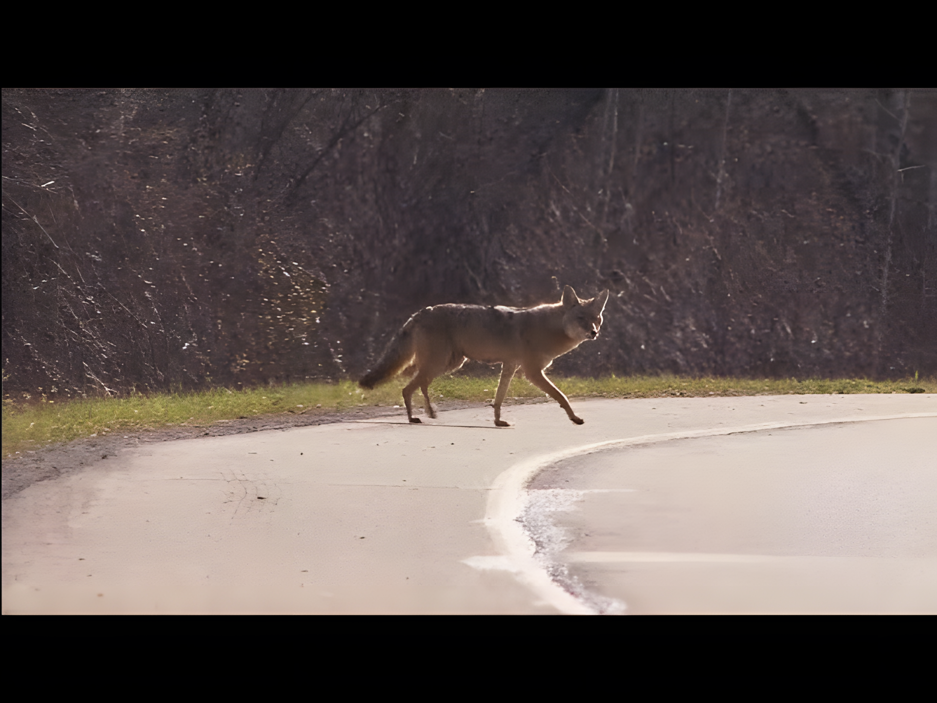 Wildlife conservation leveraging animal behaviour