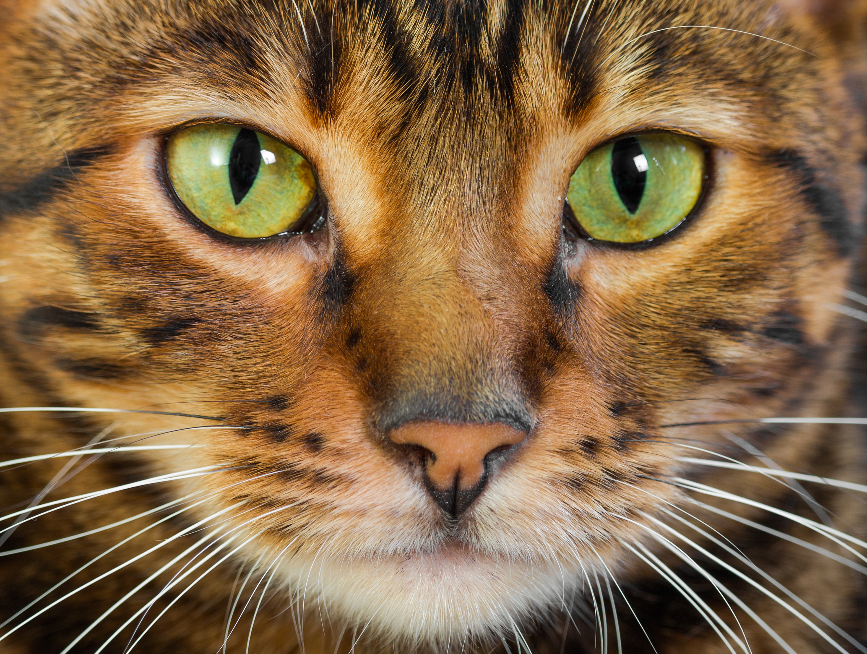 Head of a cat