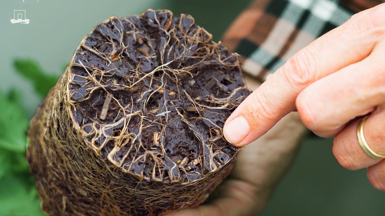 Duurzame potgrond: op zoek naar alternatieven voor veen