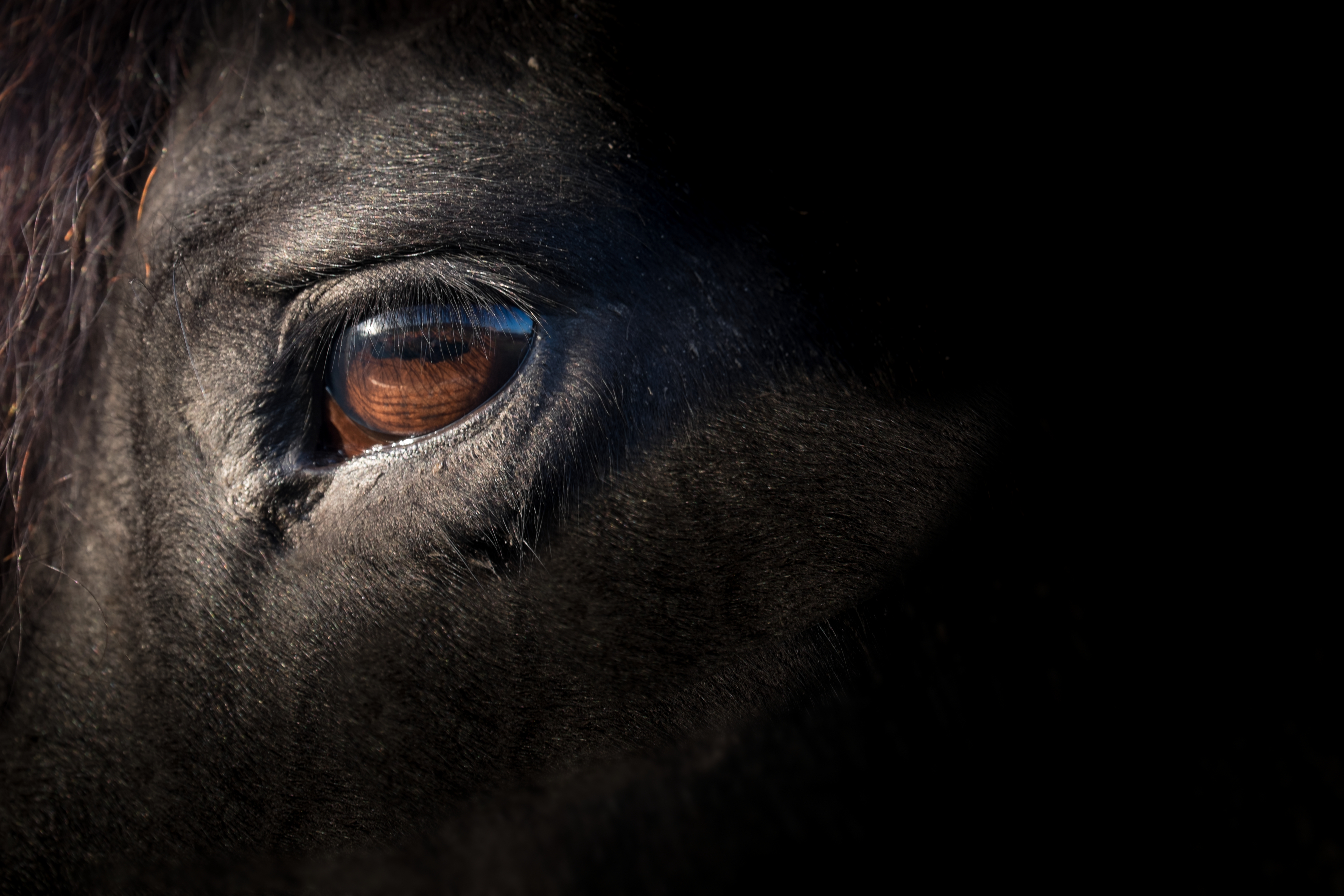 Bruin oog van een zwart Fries paard, verlicht door de zon.