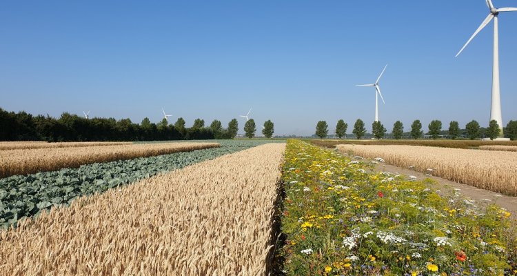 Strokenteelt met windmolen, Boerderij van de Toekomst