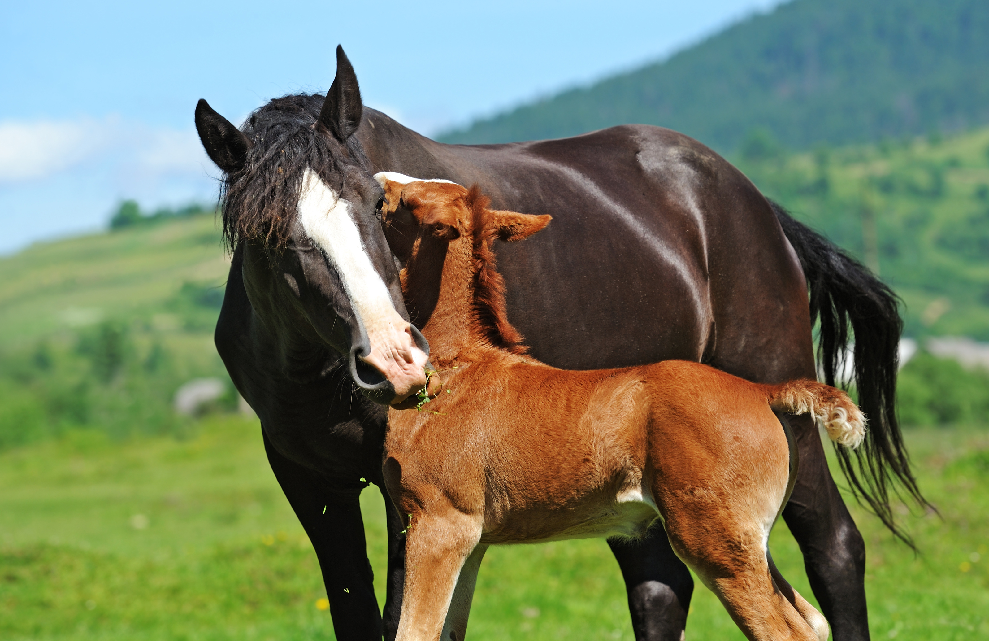 The Power of Variation – Novel Methods to use Genetic Variance in Breeding Programs